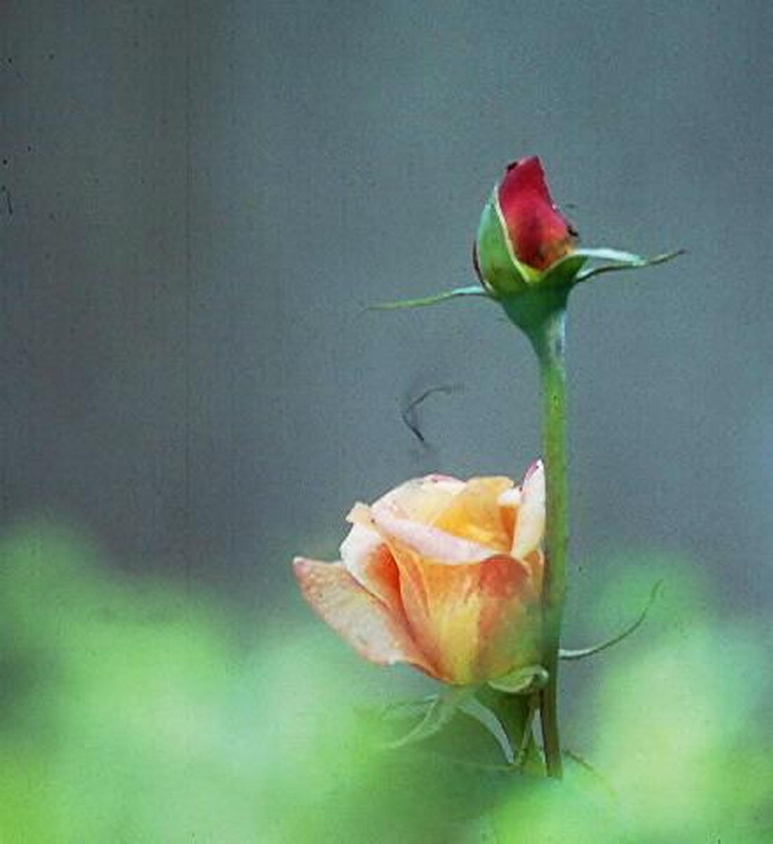 Scan day, June 24, 1969 my daughter was born