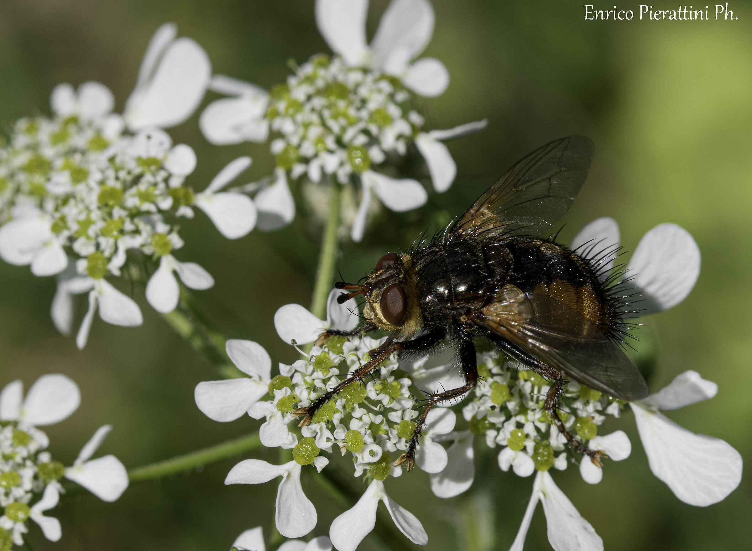 Tachina grossa