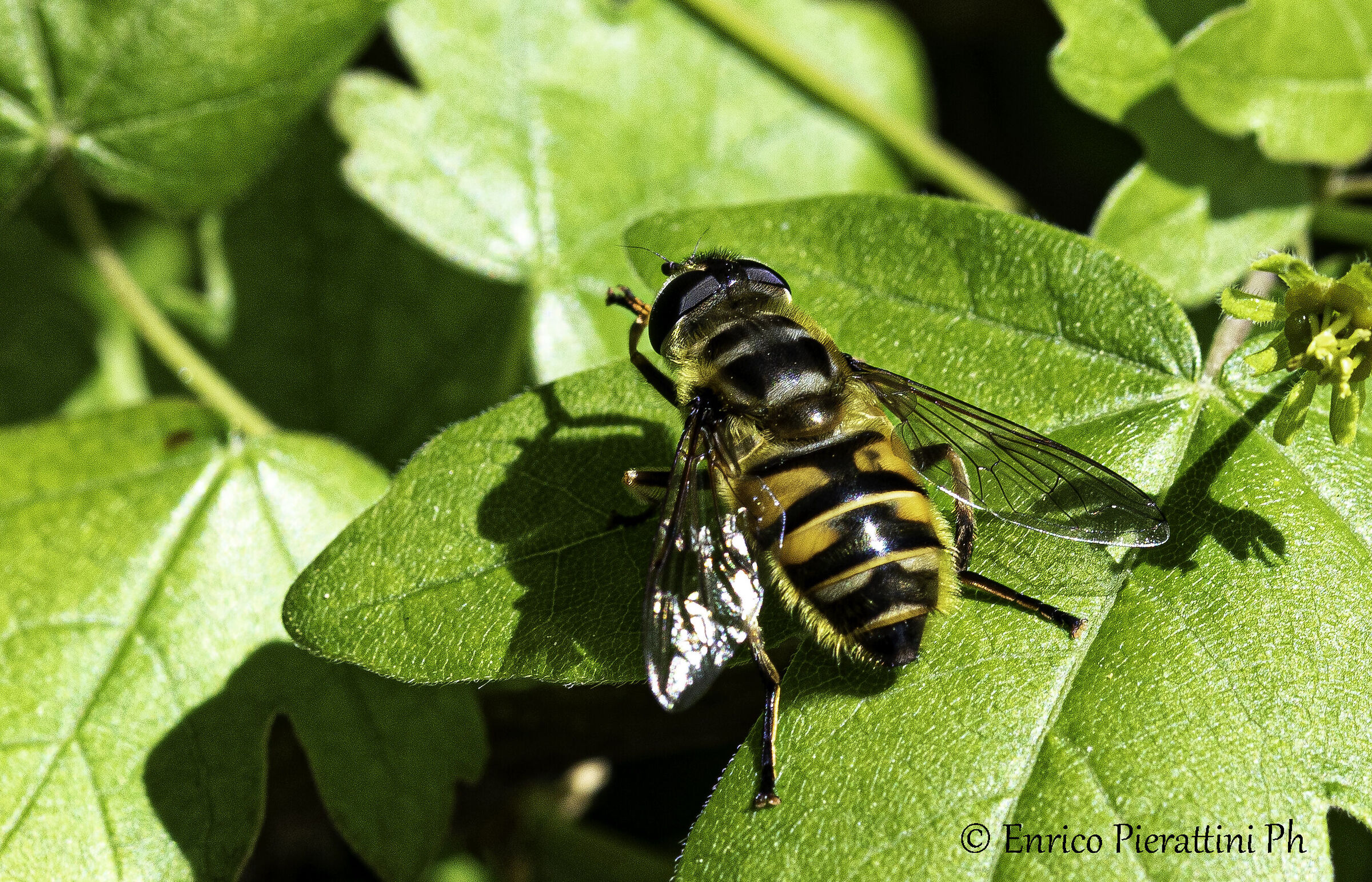 Myathropa florea