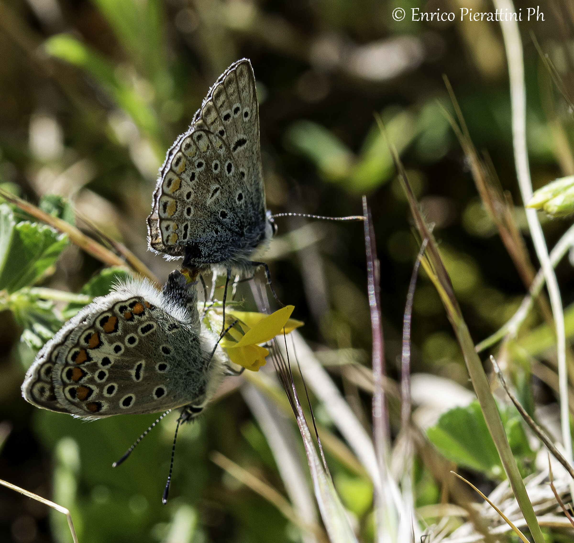 Polyommatus icarus, copula
