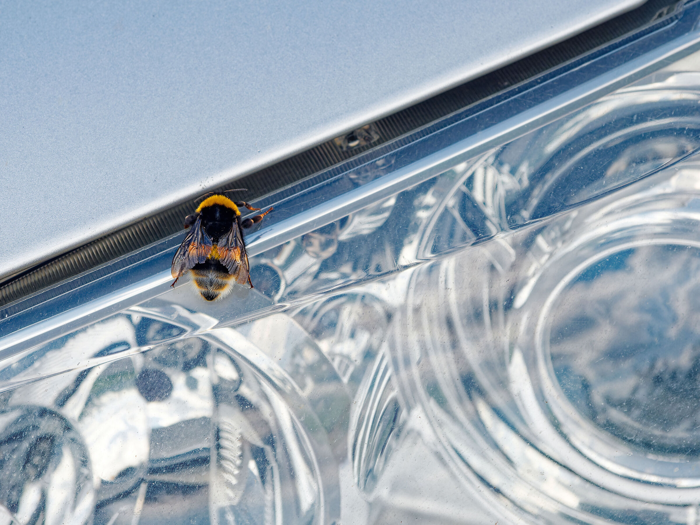 Bombo-fiore sbagliato 1