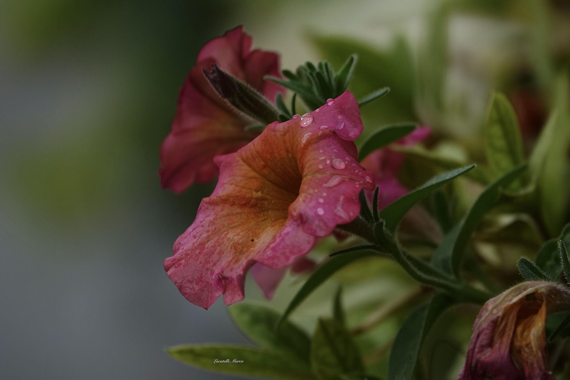 Lacrime di pioggia...