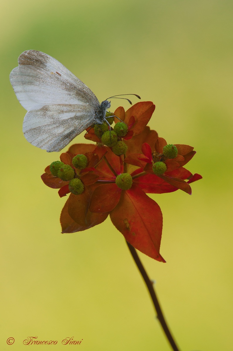 Pieris