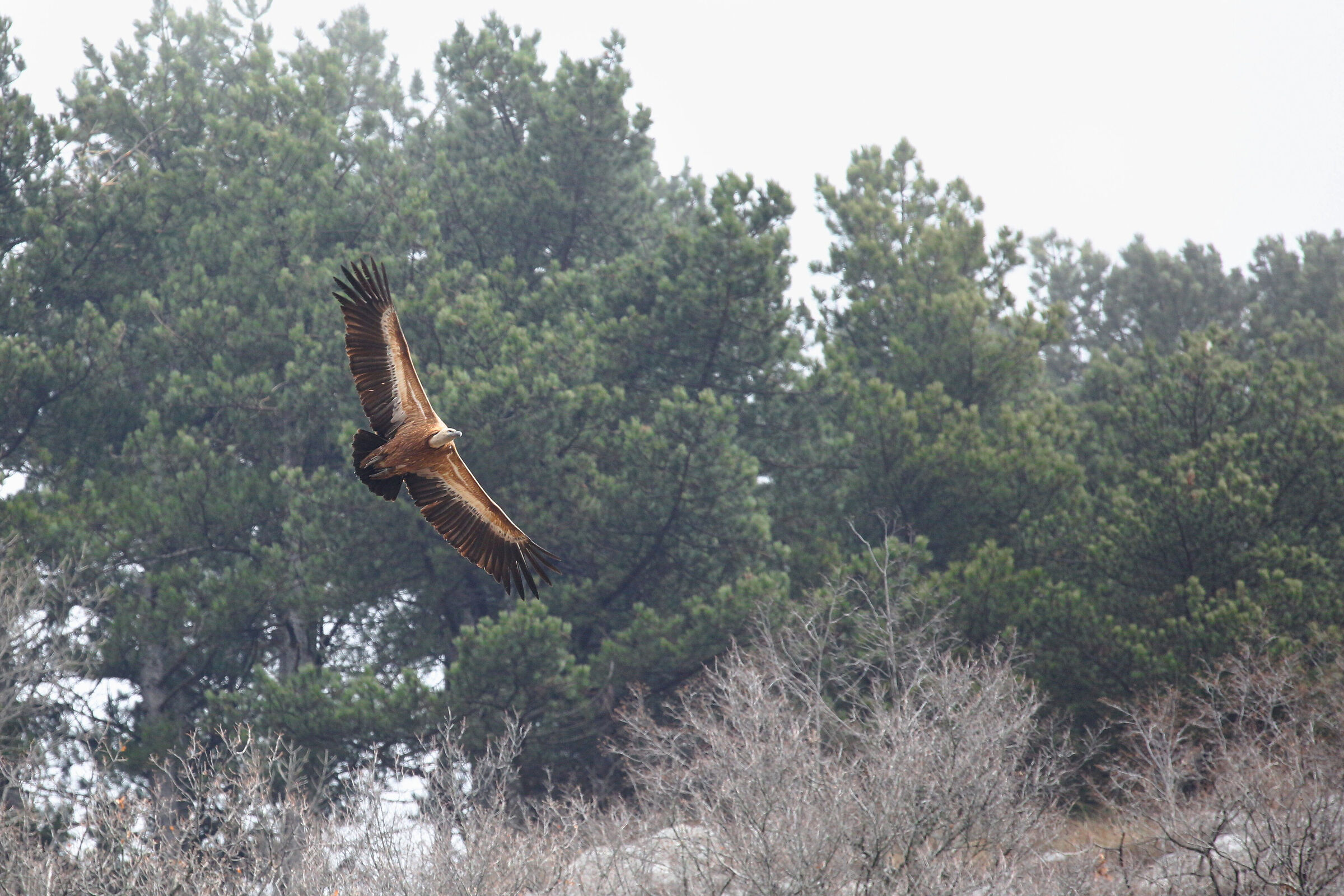 The majestic flight of the Griffin