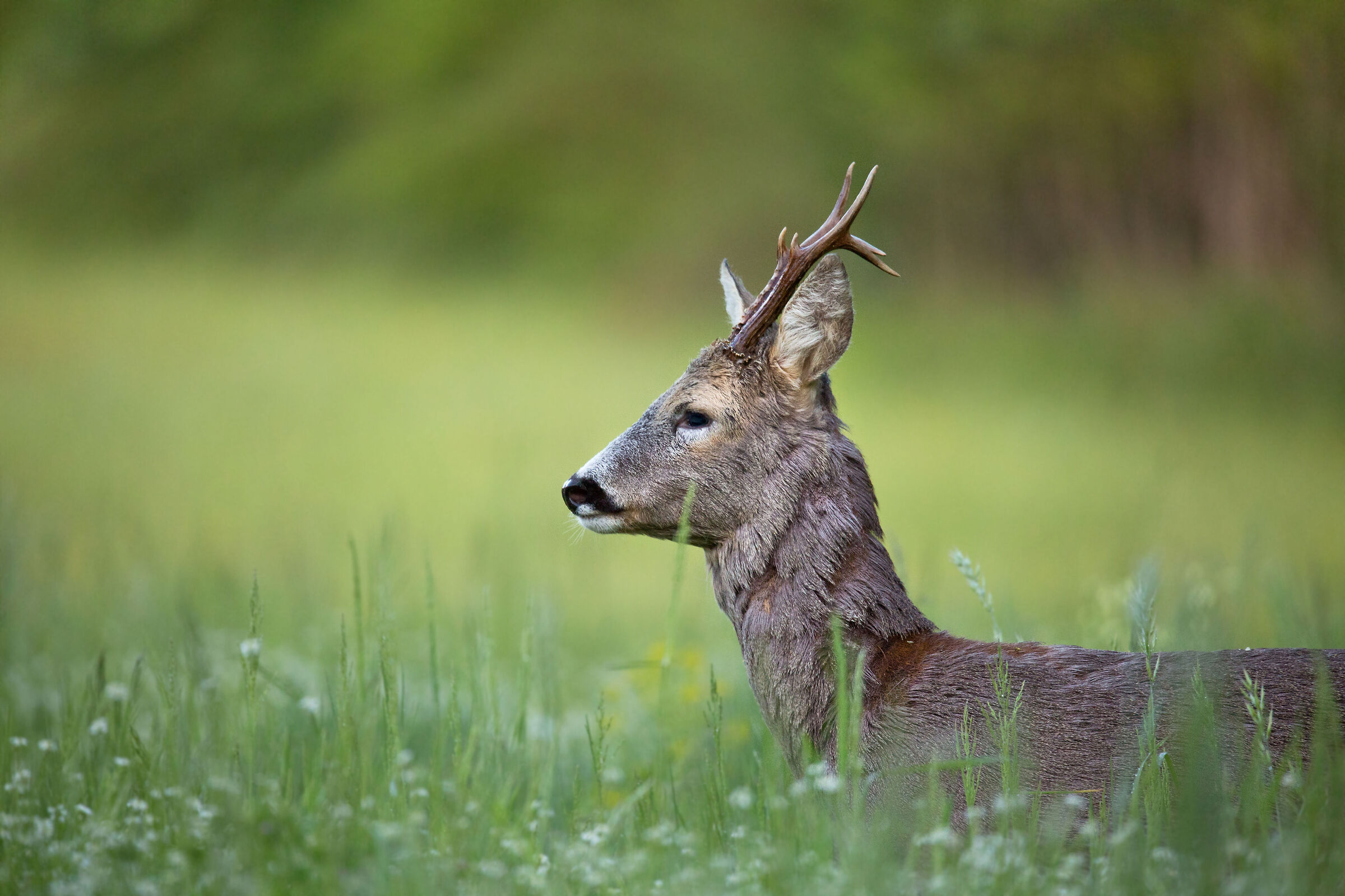 Portrait of a roe deer