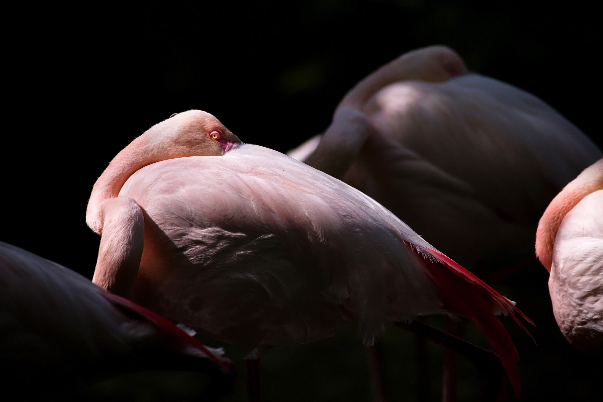 Fenicotteri rosa, Oasi Sant'Alessio Pavia Italia