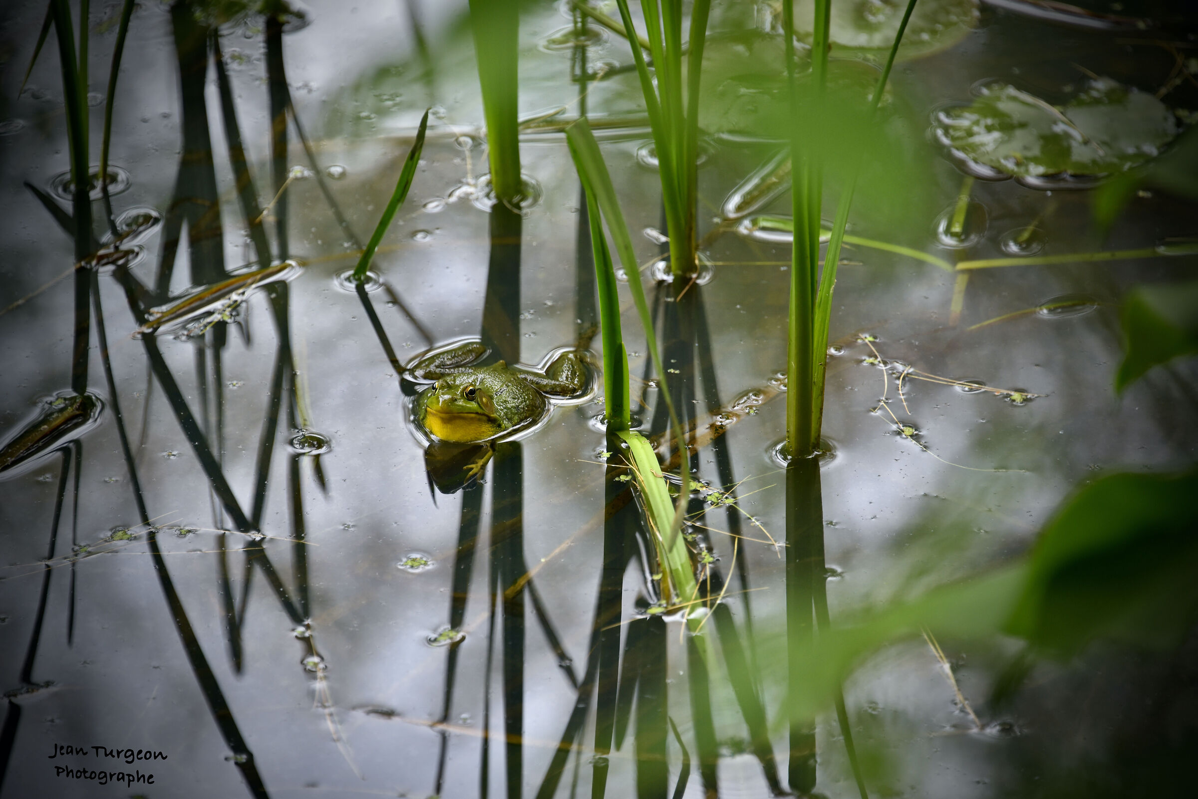 Rane all'interno del lago