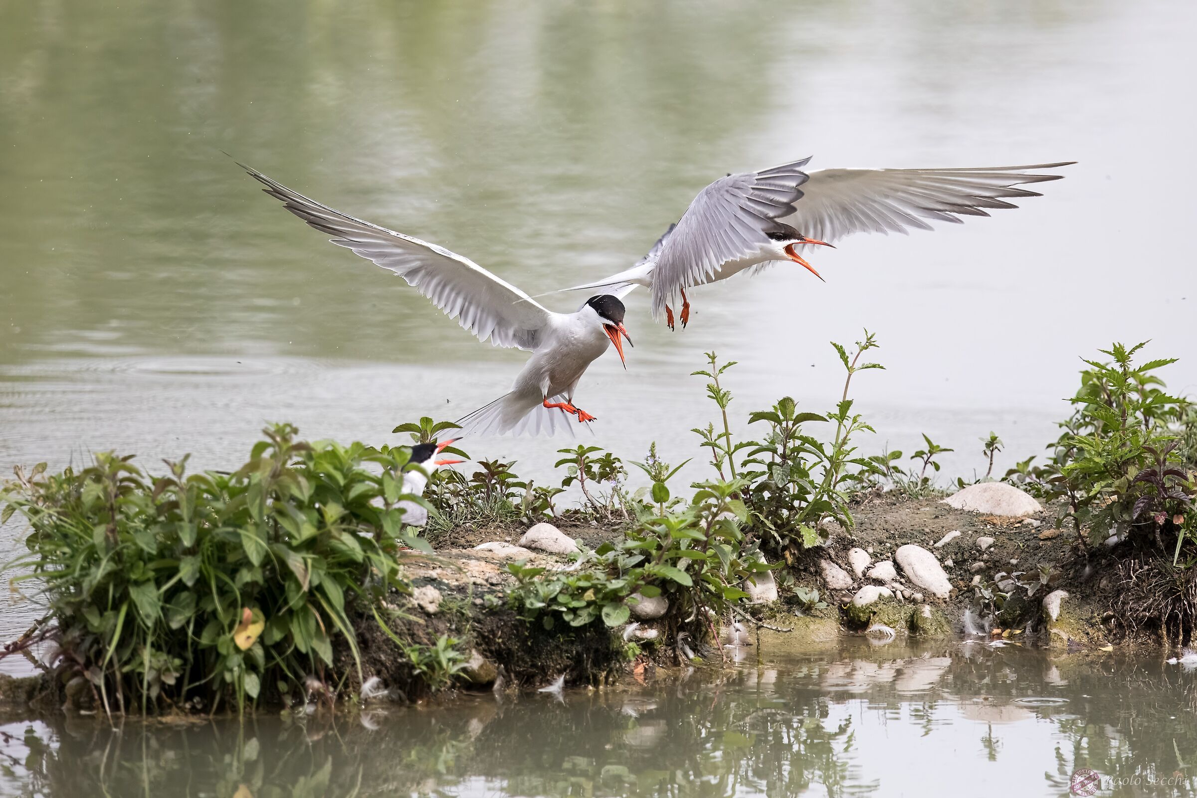 Incursione a bassa quota
