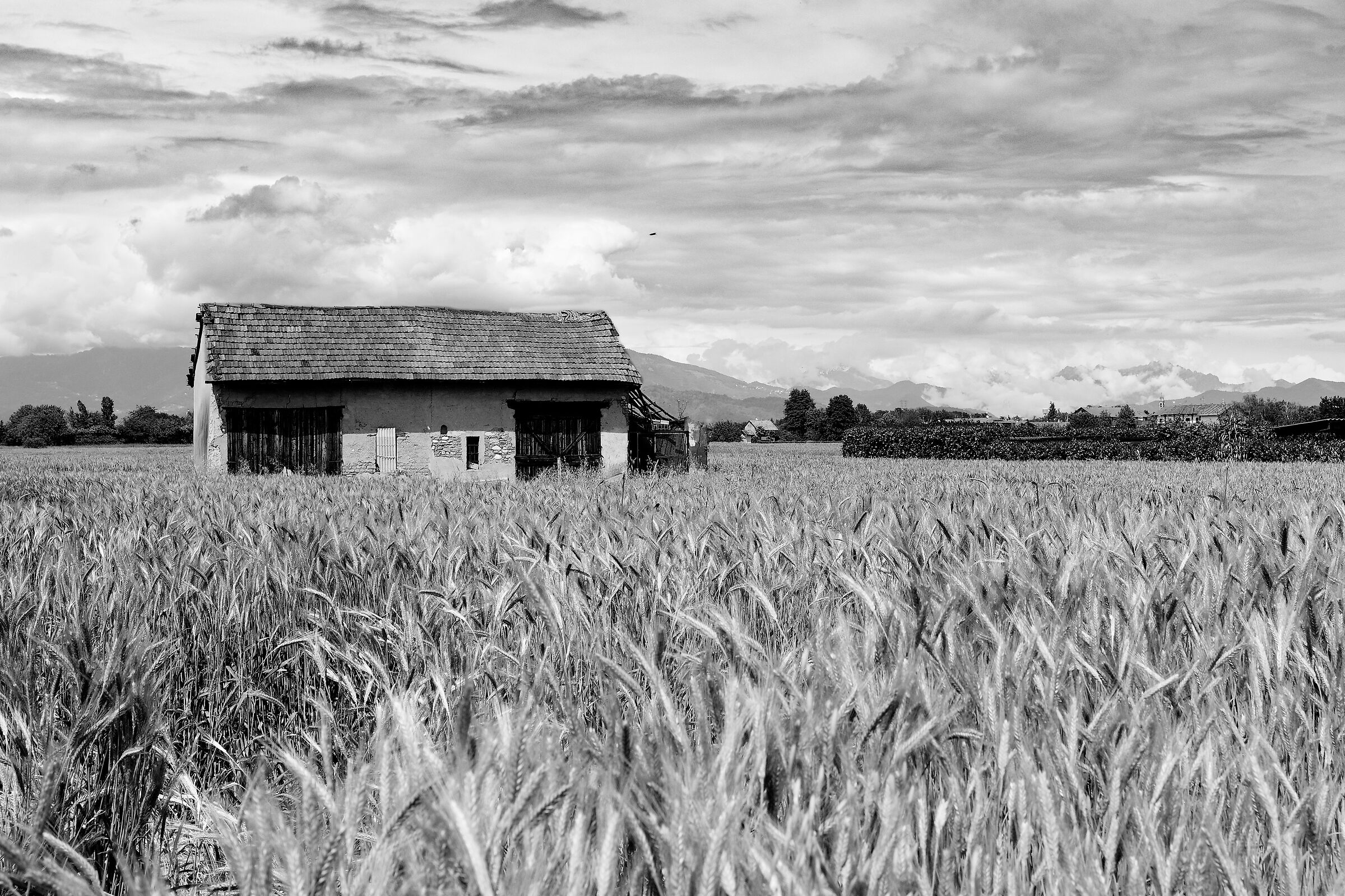 Campi di Grano - Versione 2