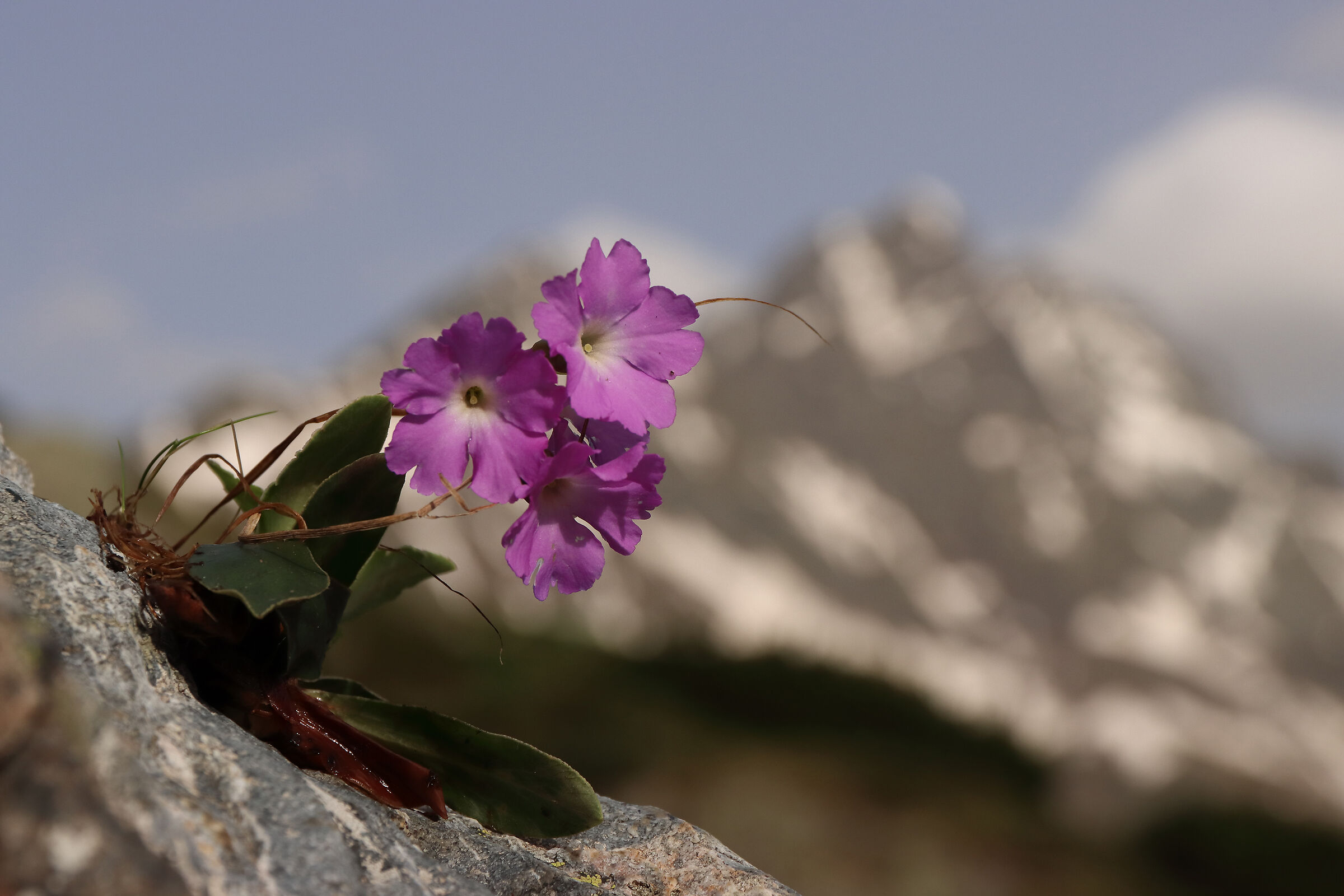 the Lombard primrose in the presence of Coca