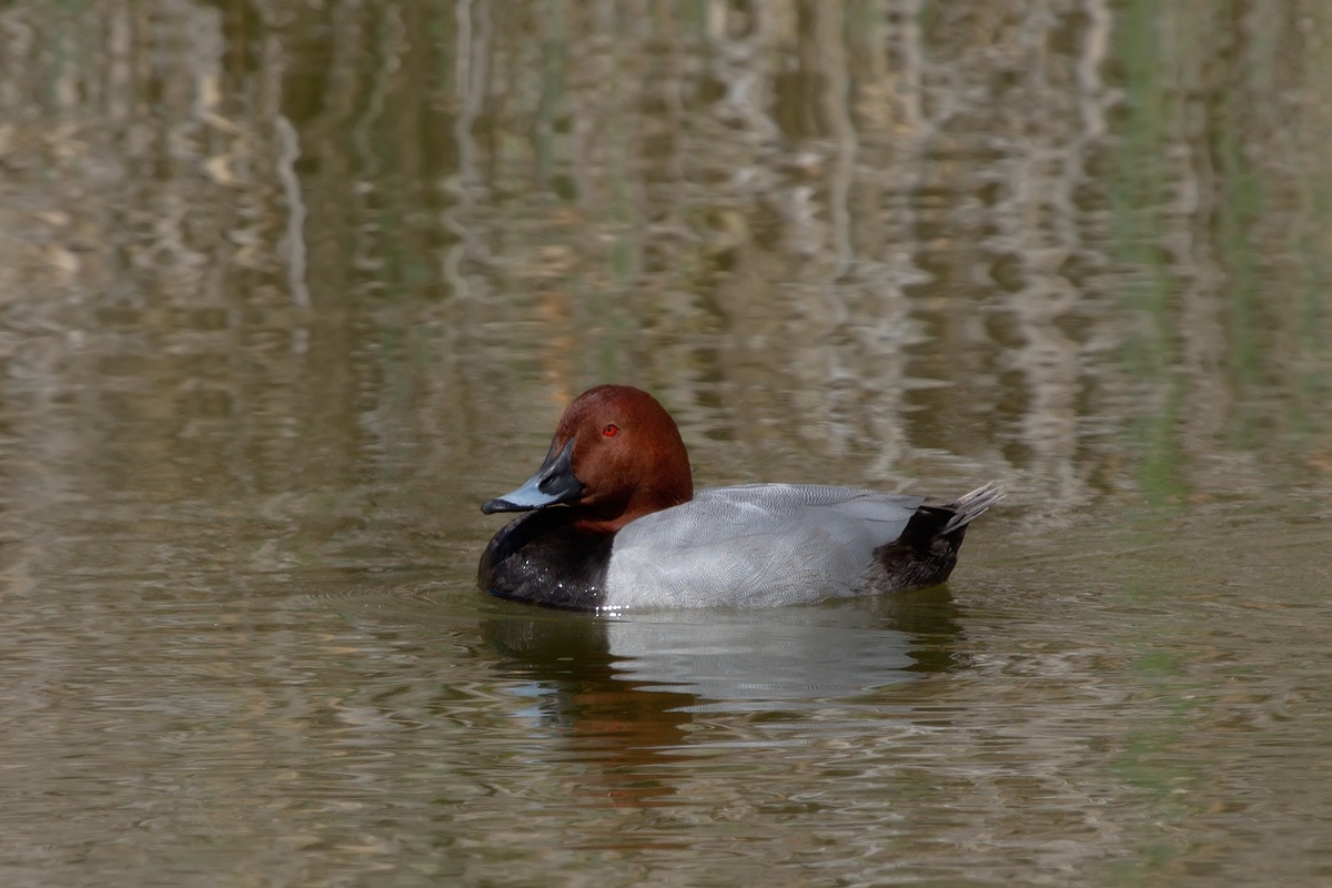 Moriglione maschio  Aythya ferina