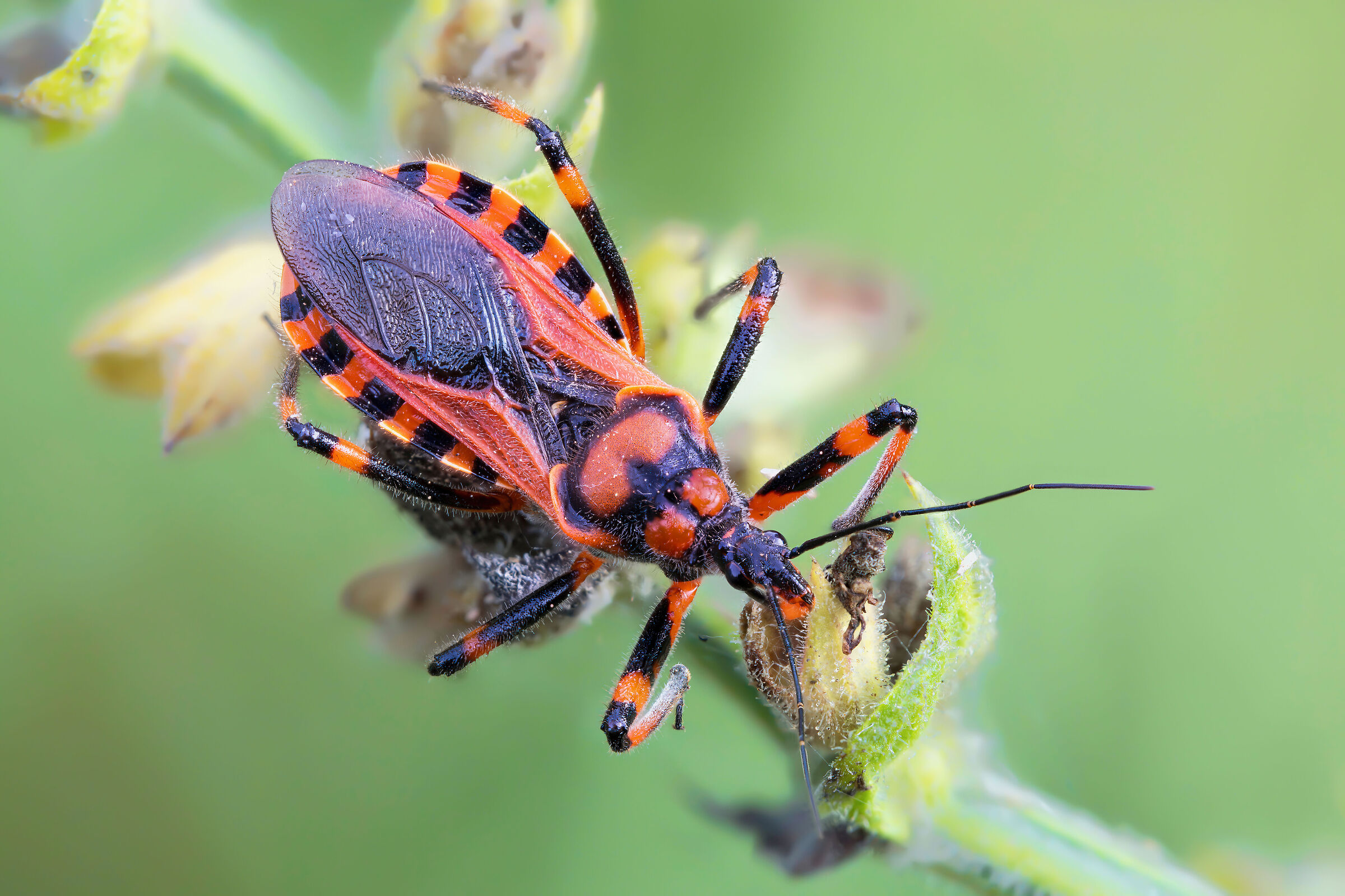 Rhynocoris sp. (Assassin Bug)