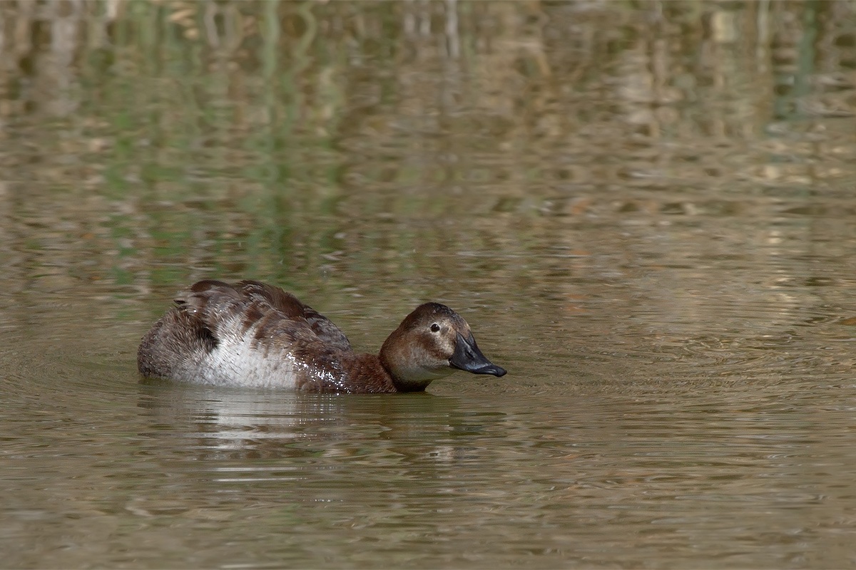 Moriglione  femmina  Aythya ferina