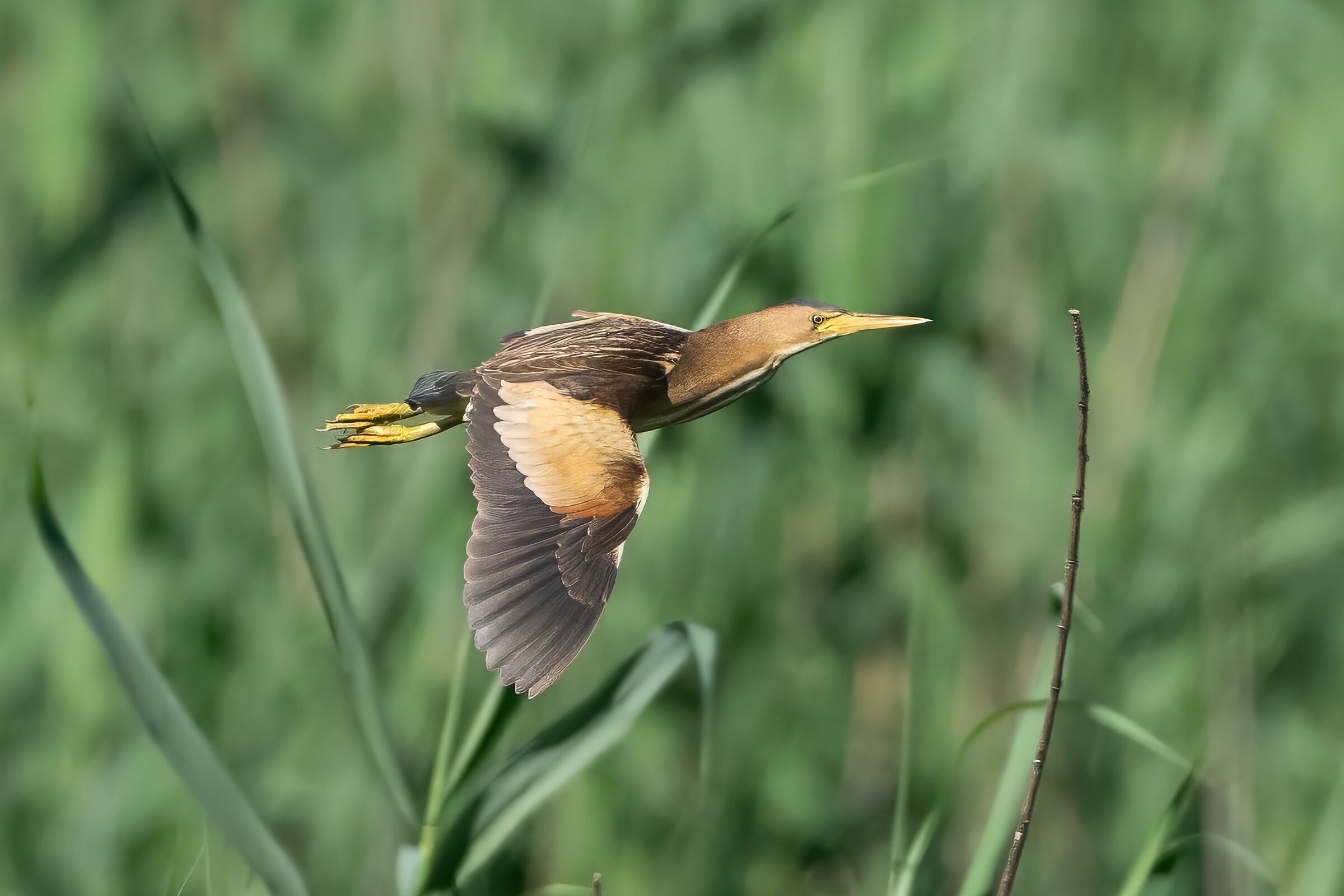 Tarabusino (Ixobrychus minutus)