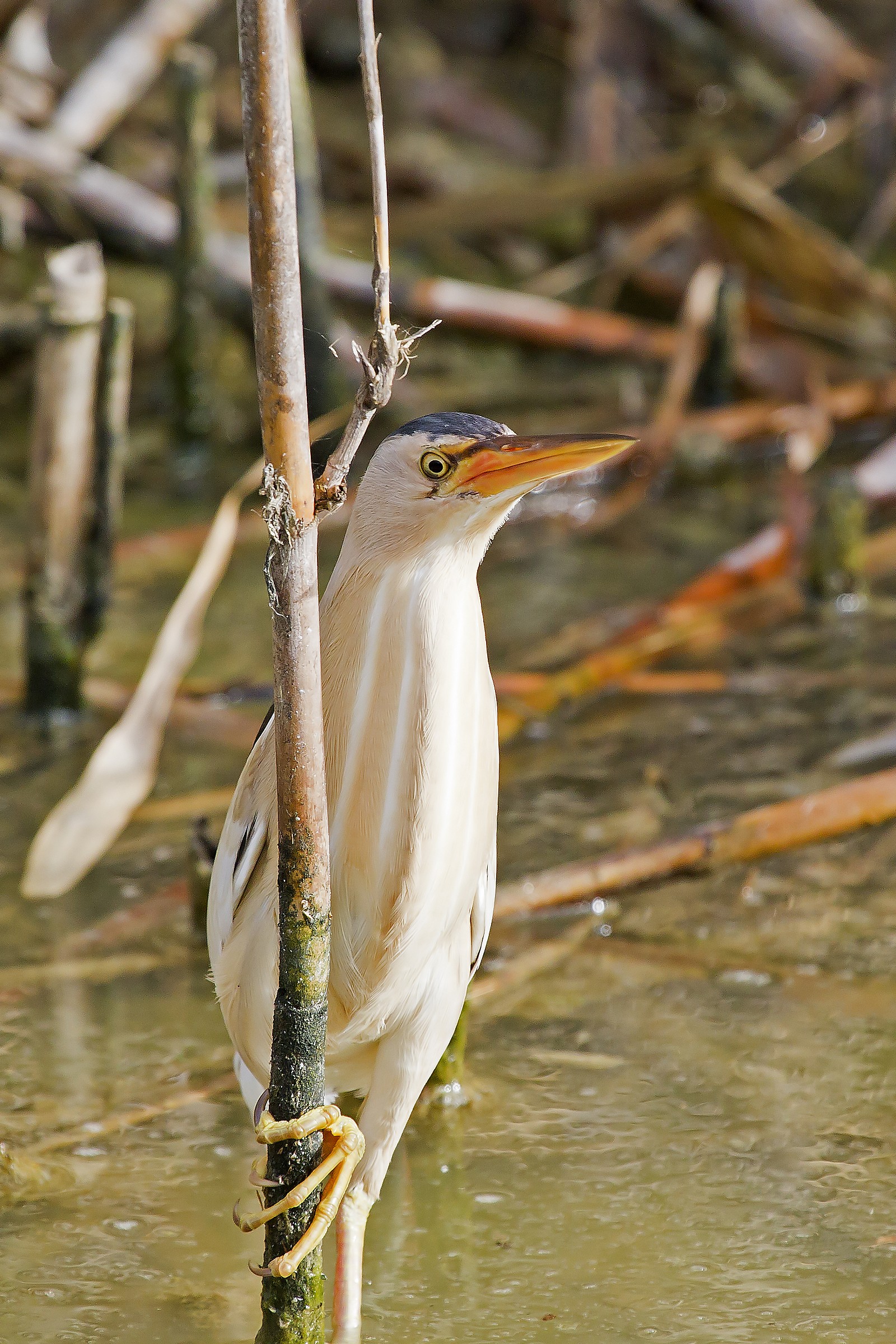 Tarabusino  Ixobrychus minutus