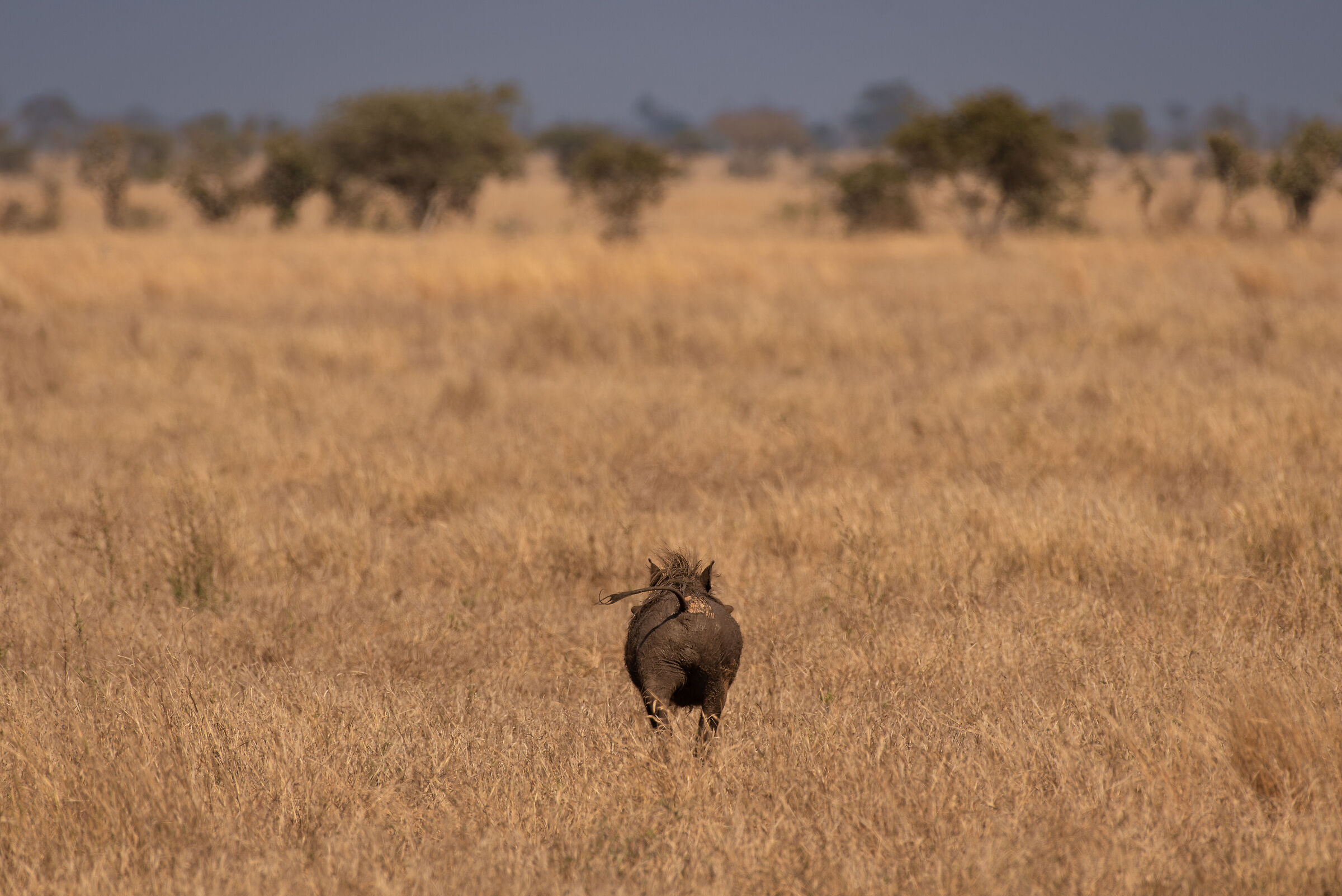 dopo il bagno... di fango