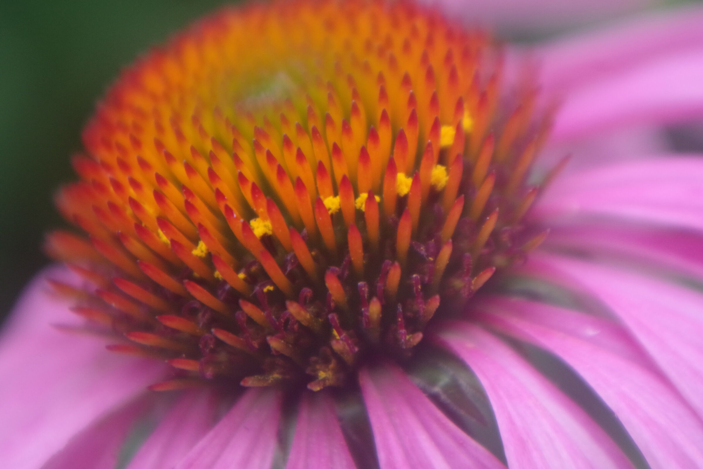 Echinacea Purpurea-Closeup