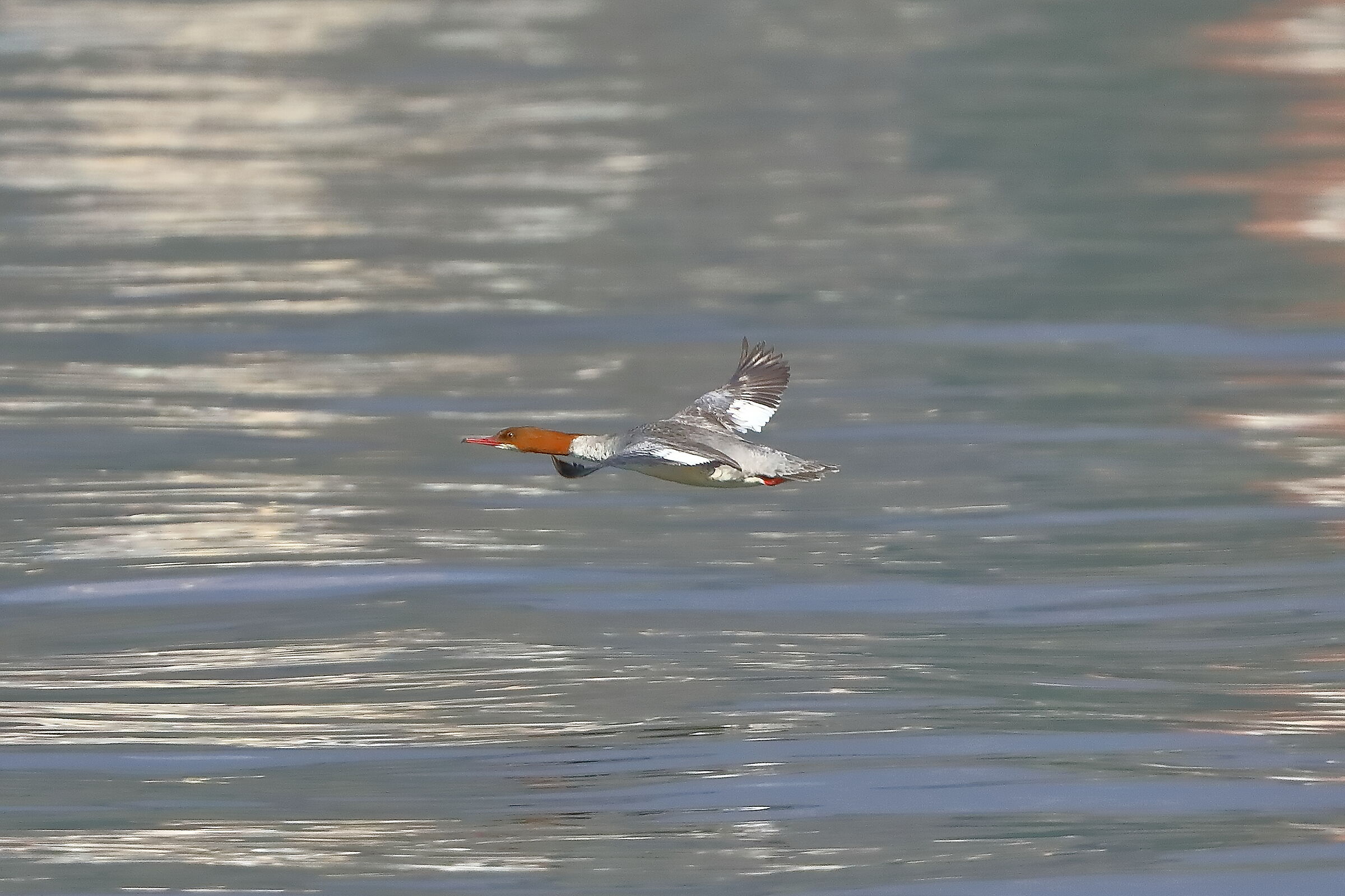 Merganser 21 March 2024 - 0077