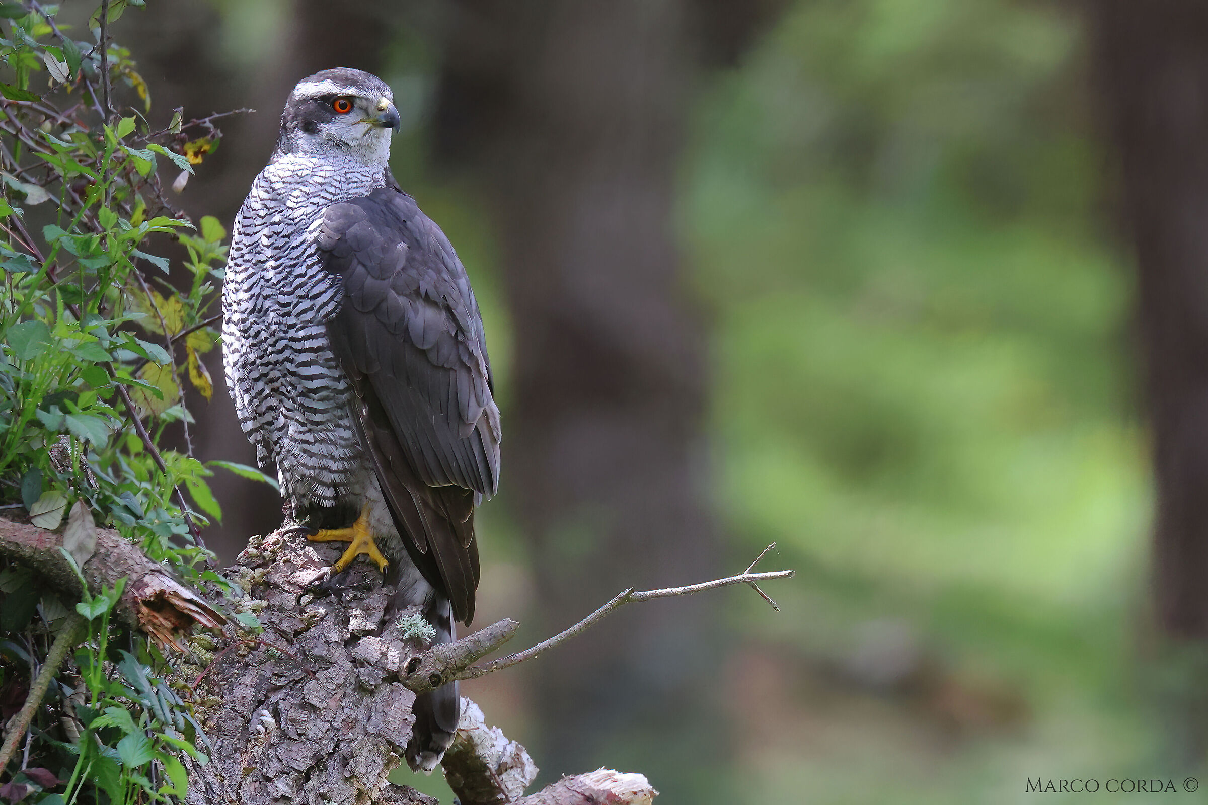 Sardinian goshawk (Accipiter gentilis arrigonii)