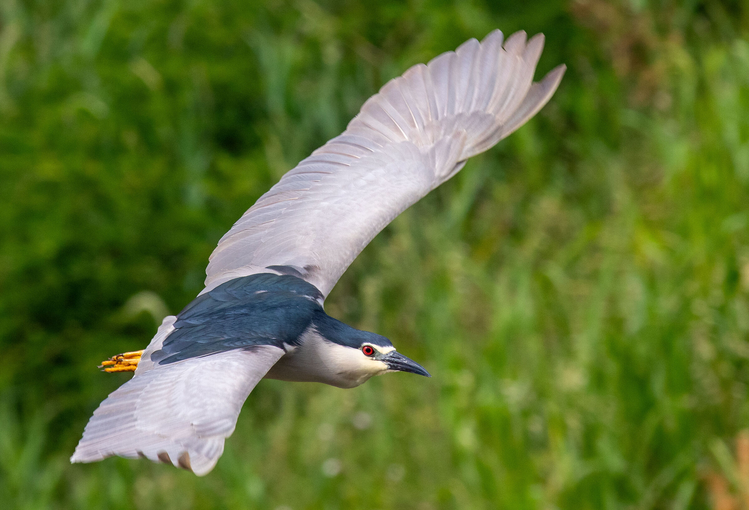 Night Owl (Nycticorax nycticorax)