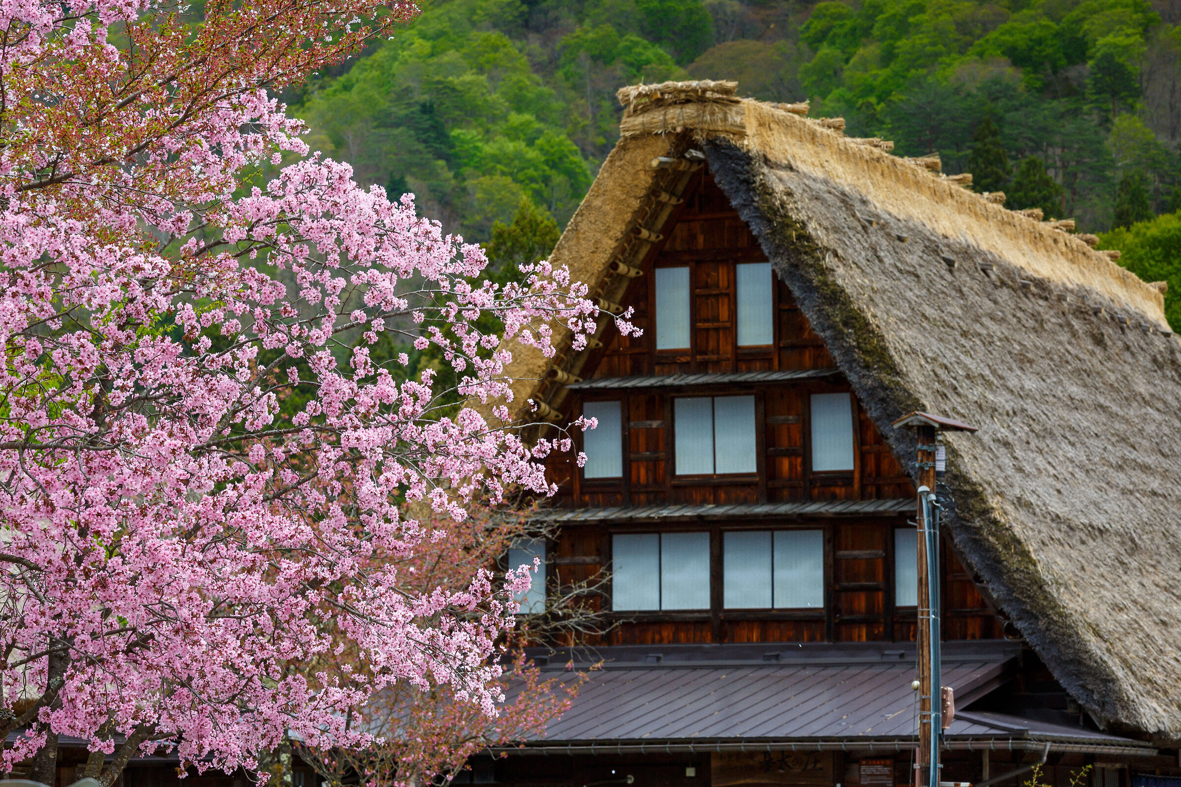 Shirakawa-go with cherry blossoms