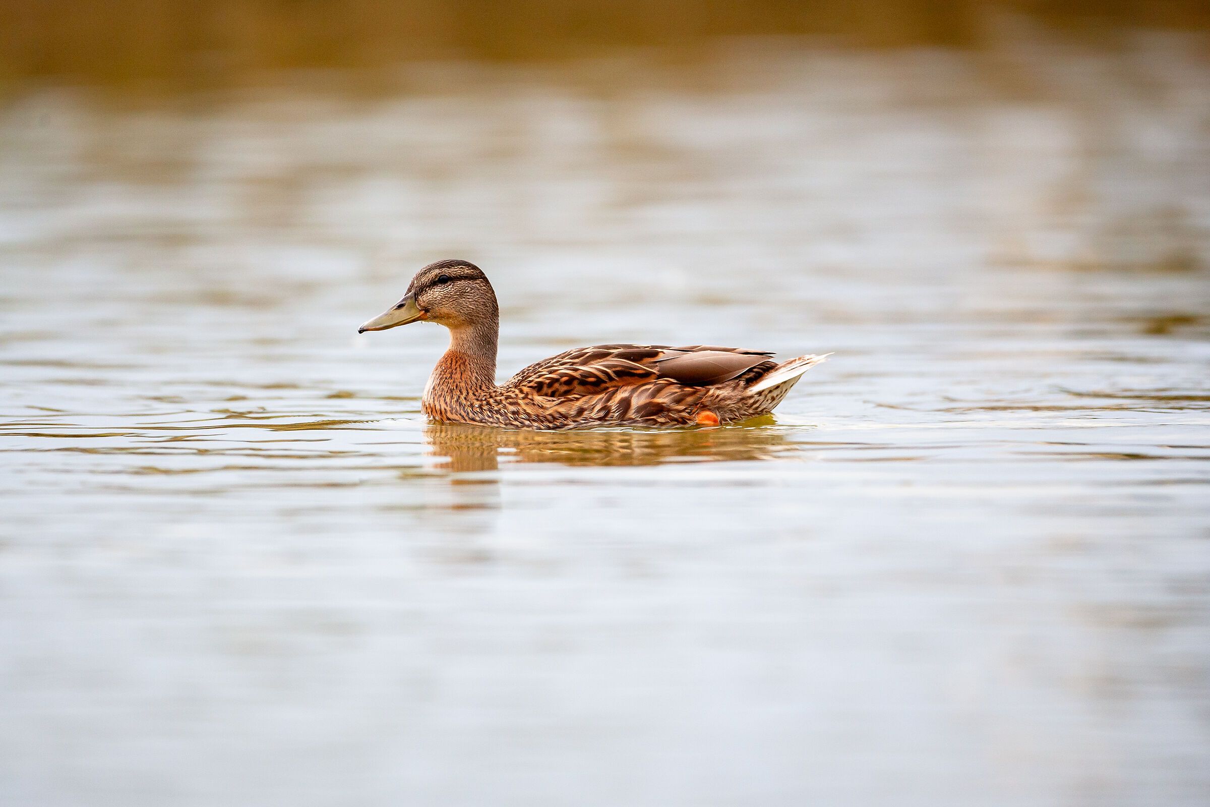 Young female mallard