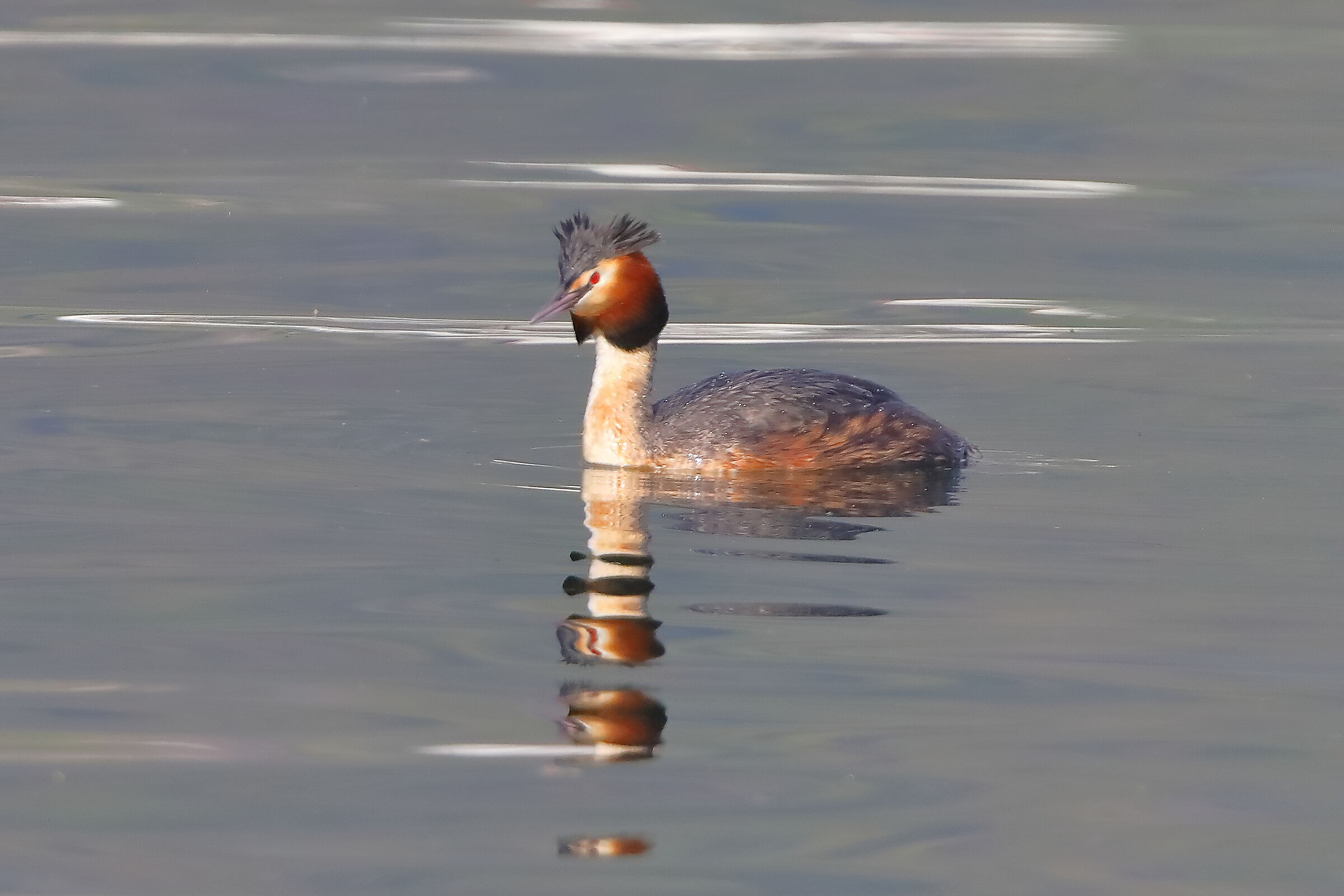 Grebe 21 March 2024 - 0127