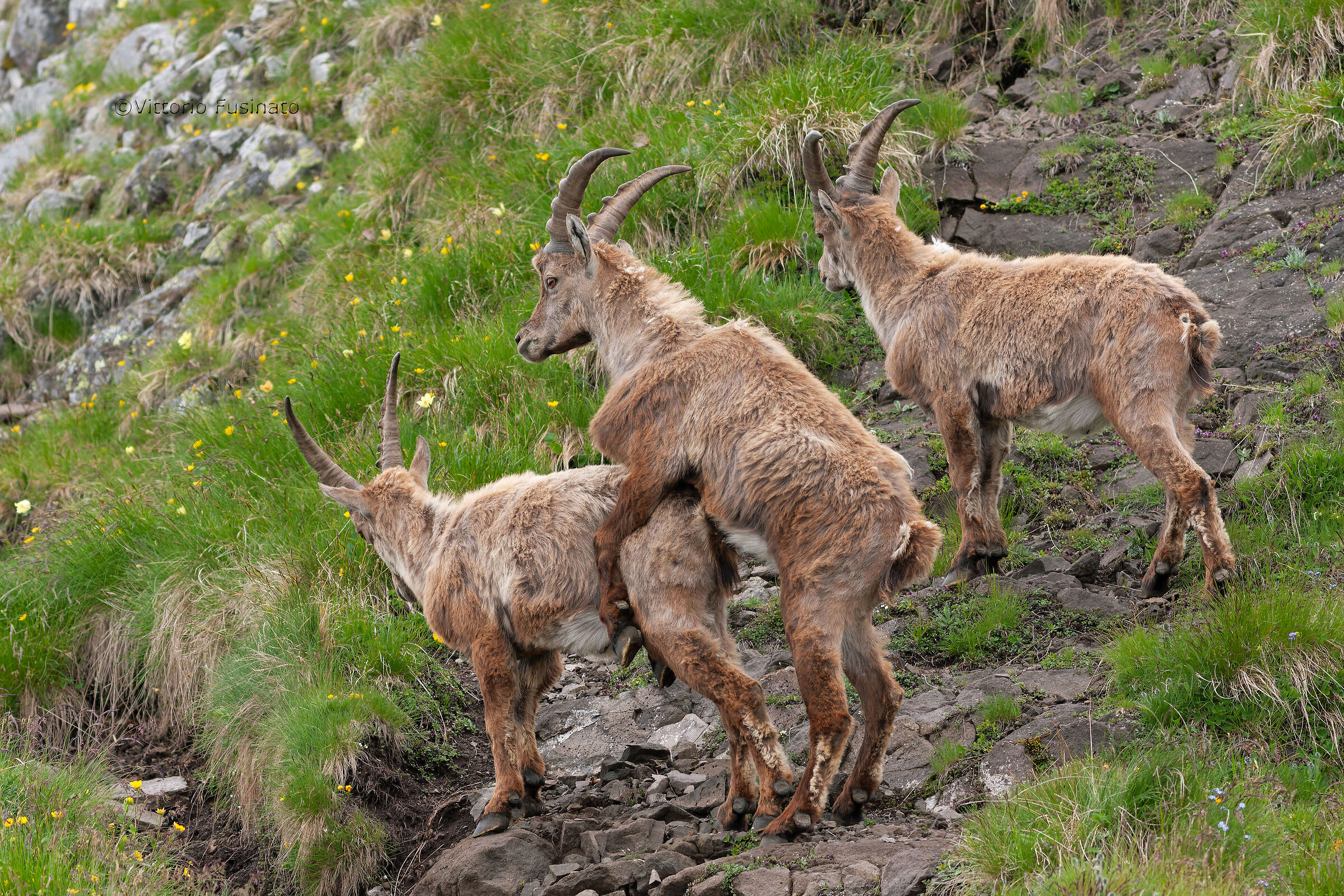 Capra ibex