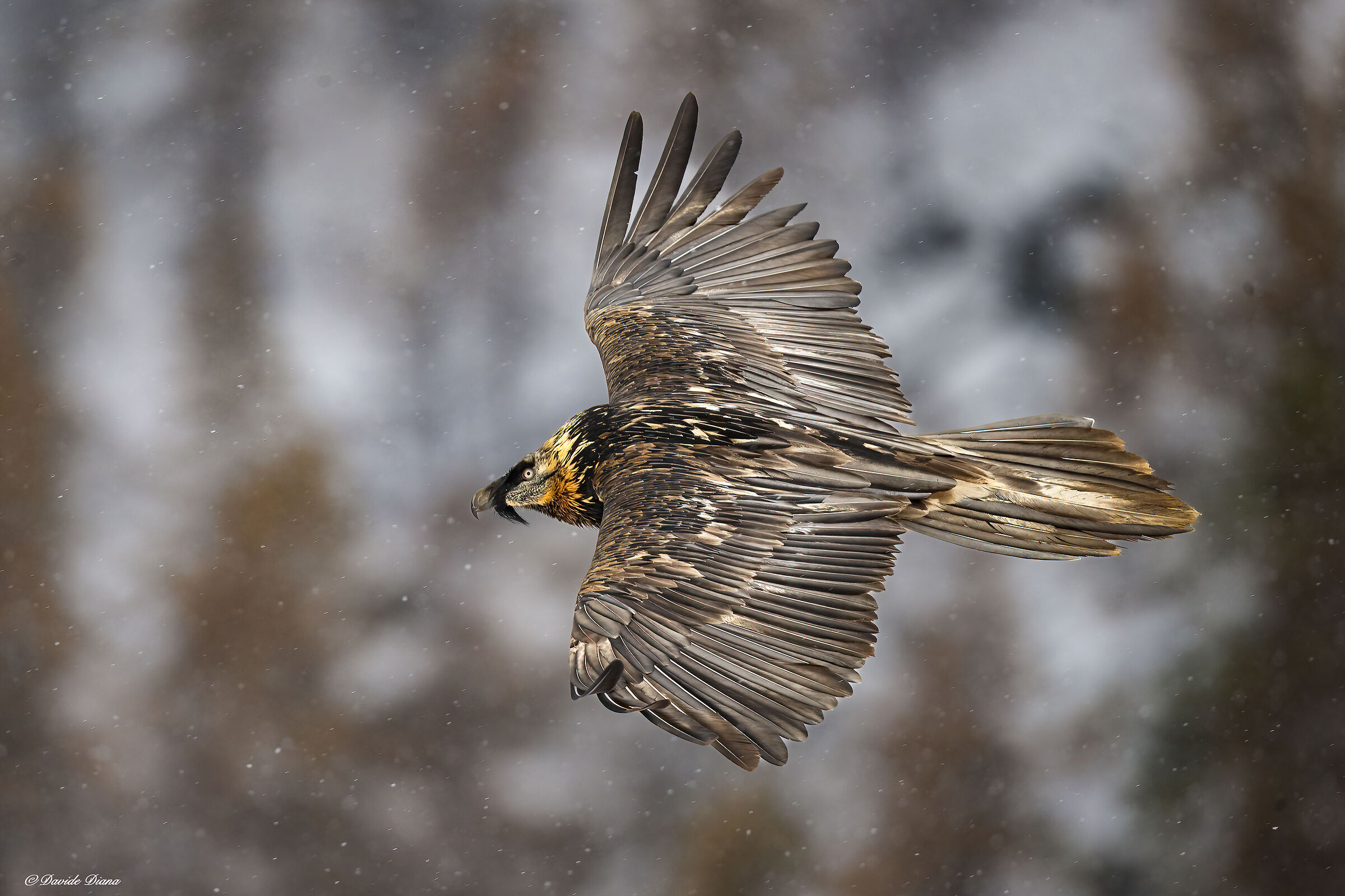 Gypaetus barbatus - Gran Paradiso National Park