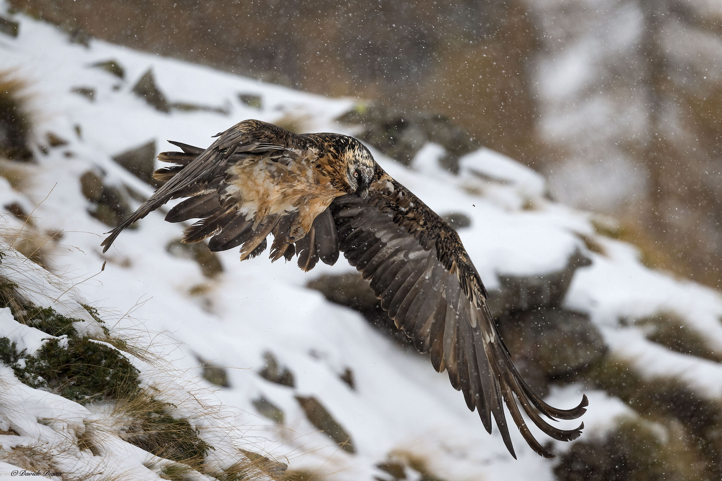 Gypaetus barbatus - Gran Paradiso National Park