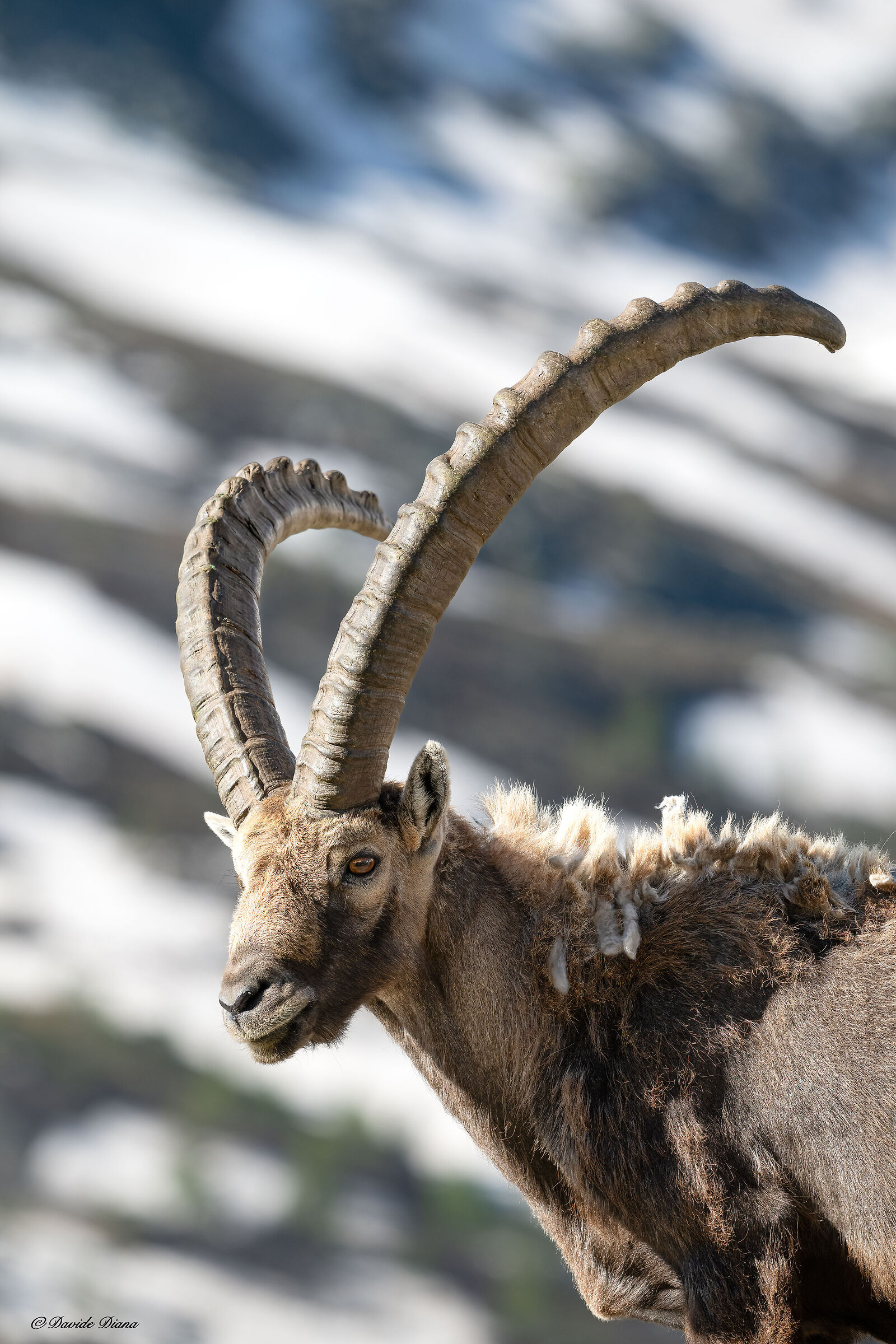 Ibex - Gran Paradiso National Park