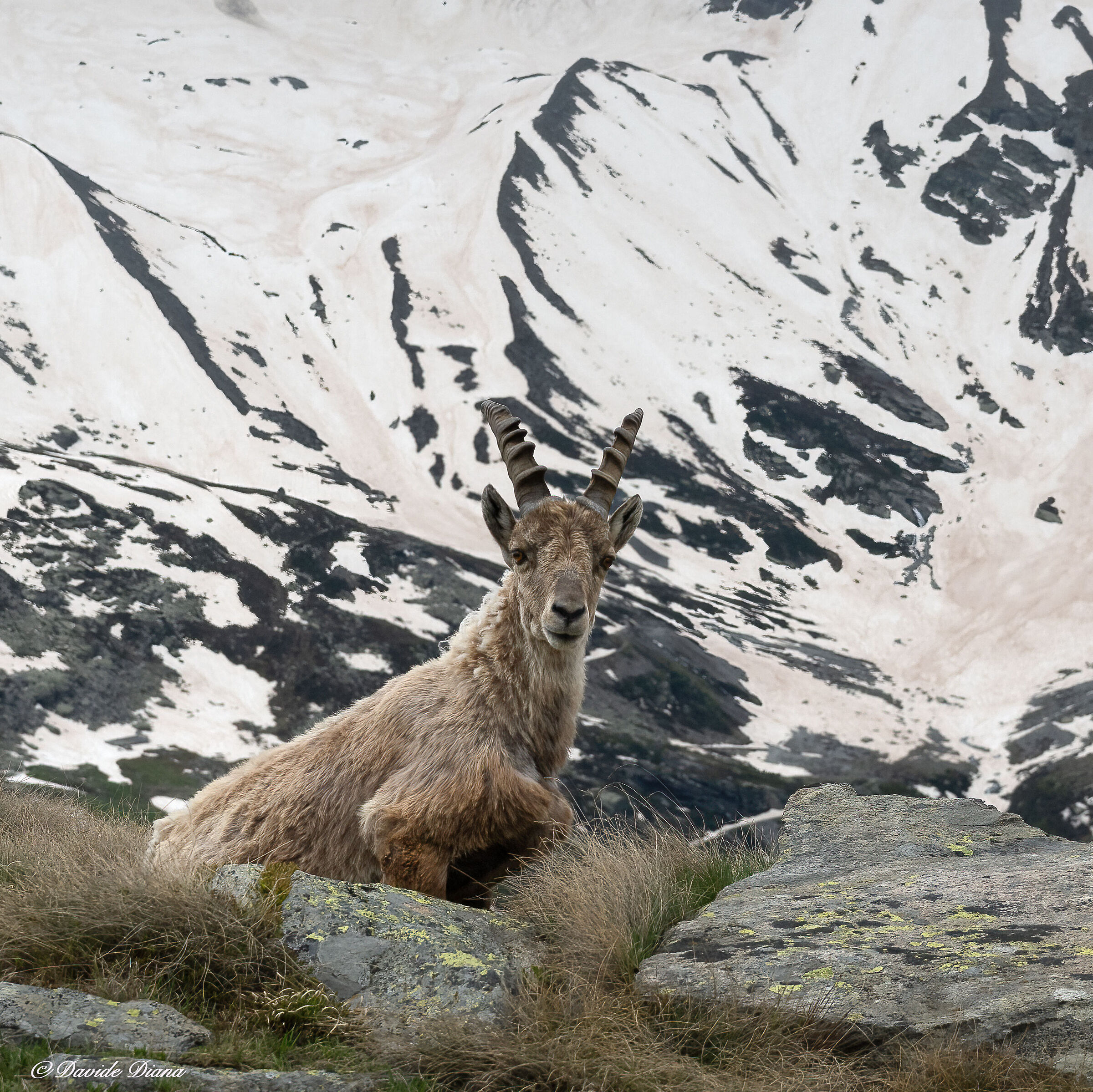Ibex - Gran Paradiso National Park