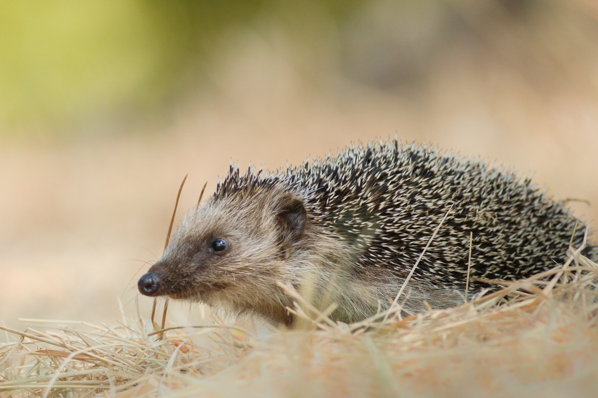 Common hedgehog