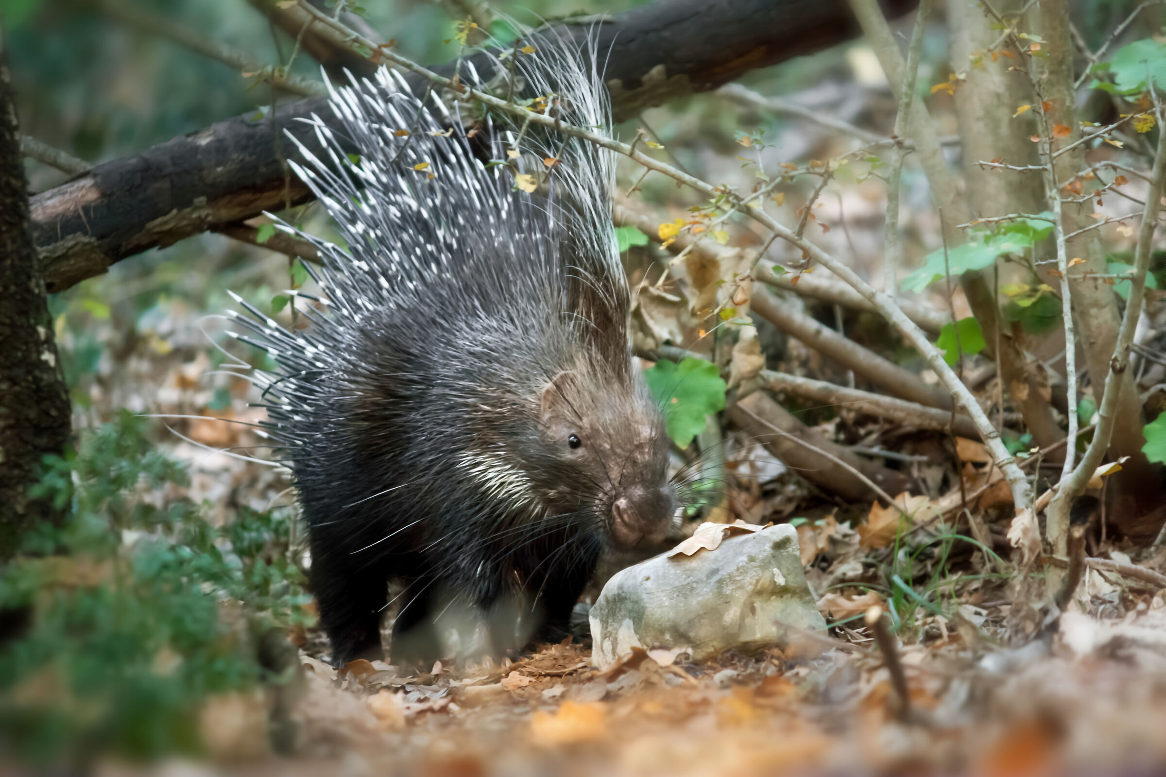 The very rare porcupine returning to the burrow