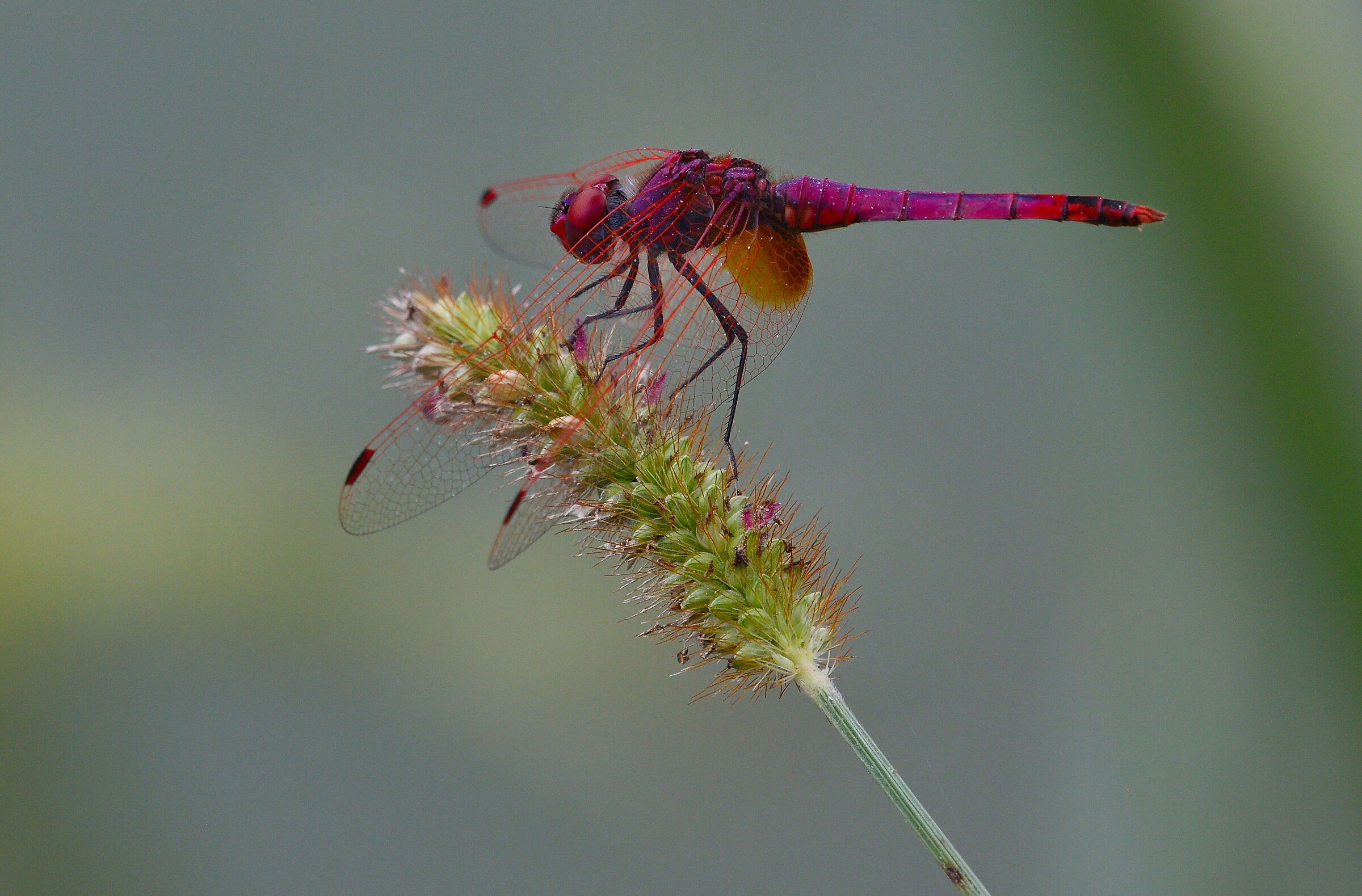 Trithemis annulata
