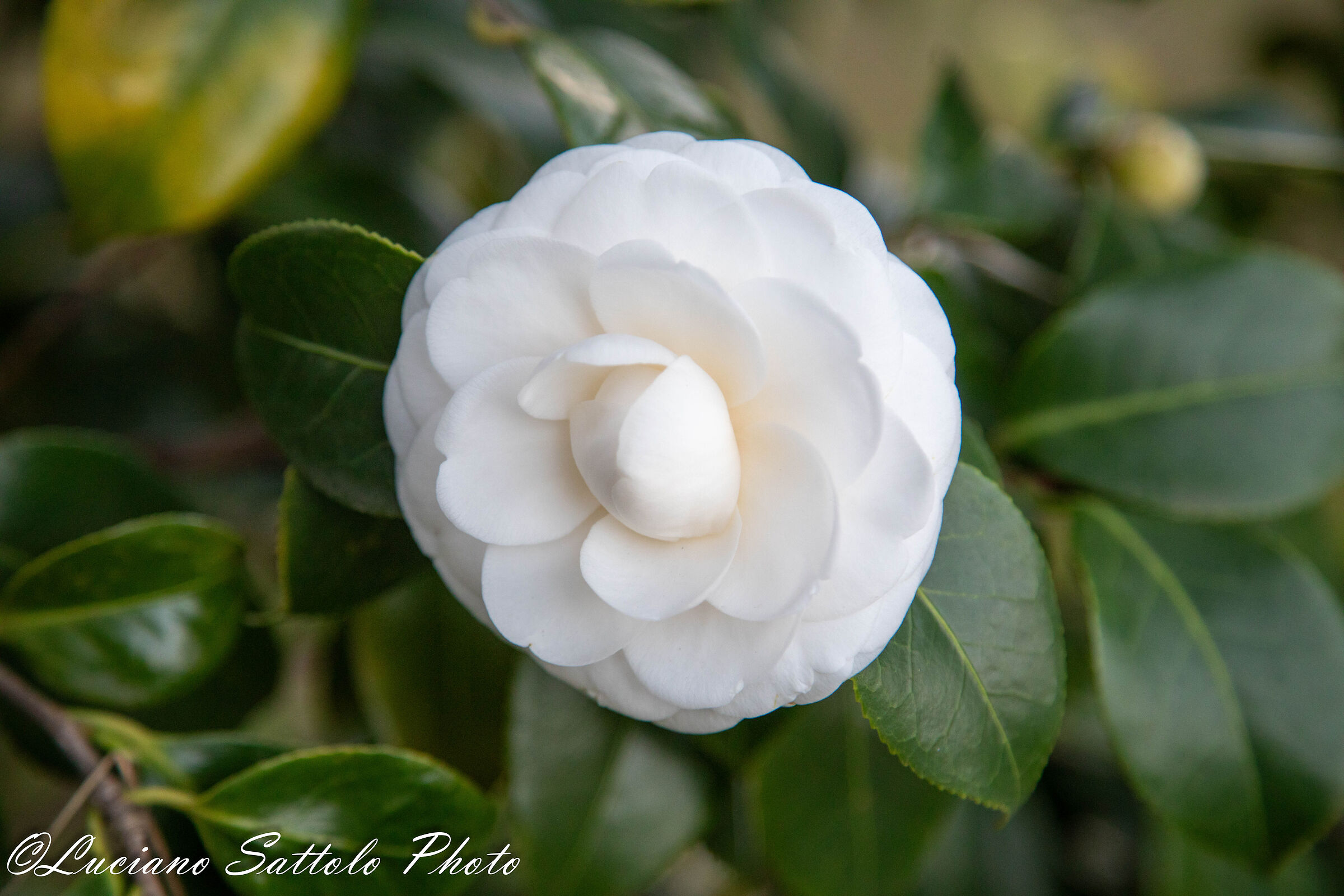Camelia