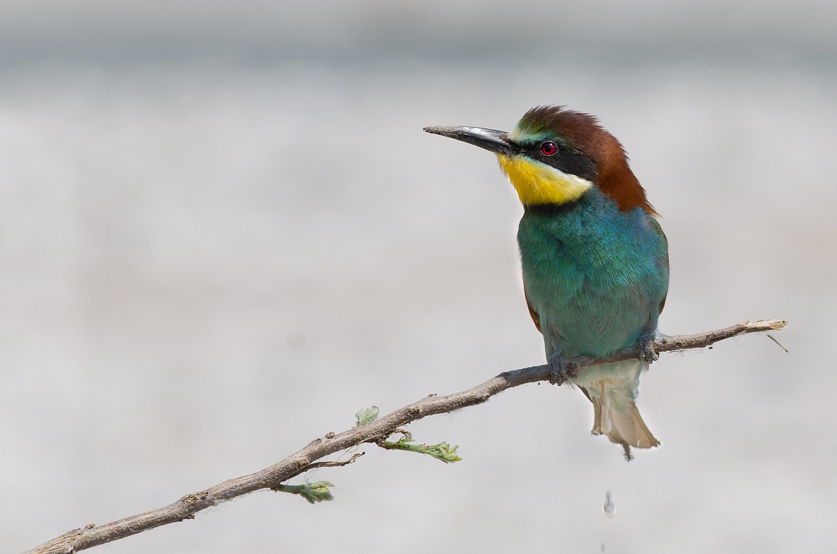 Bee-eater