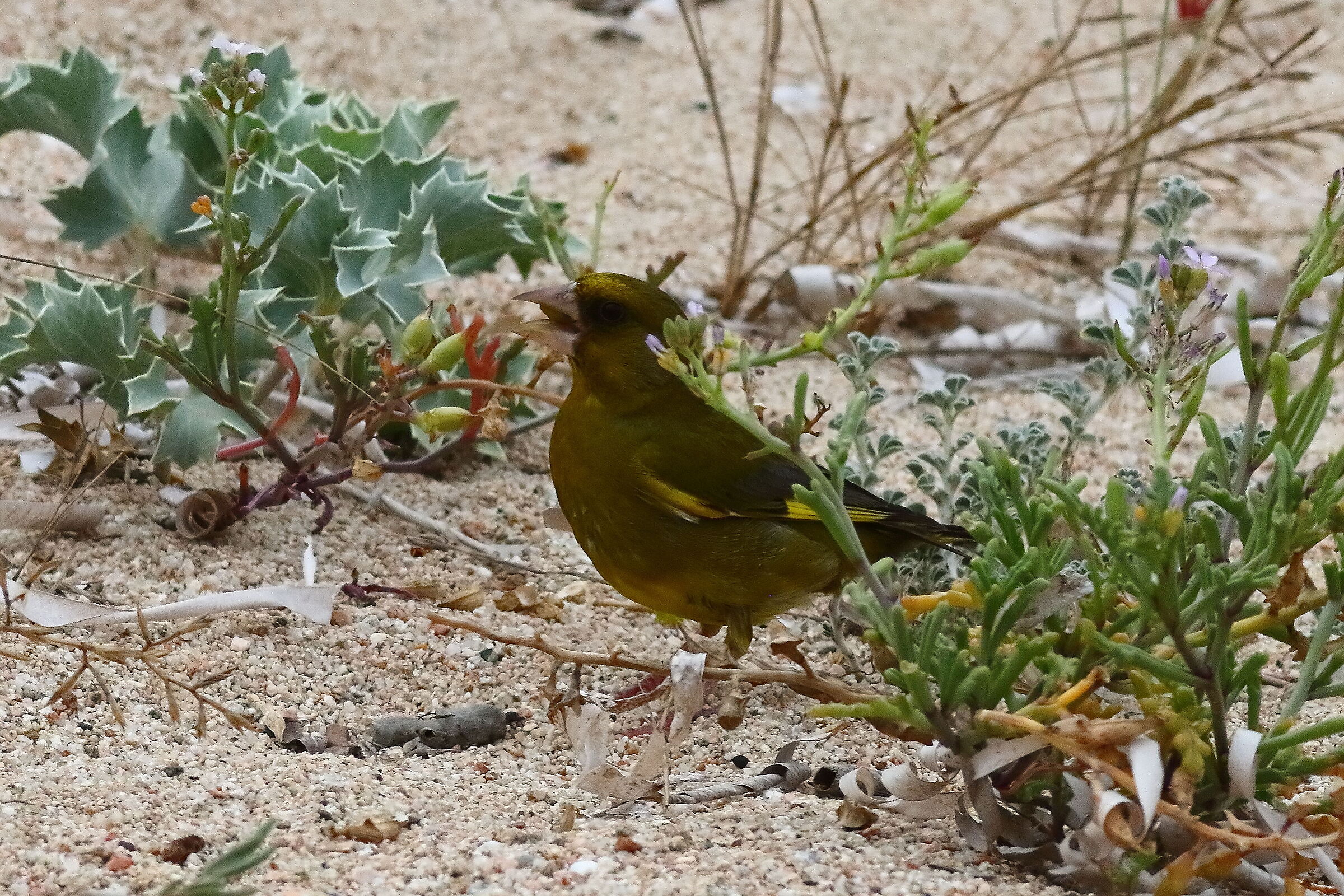 Verdone C 15-06-2024 - 0032