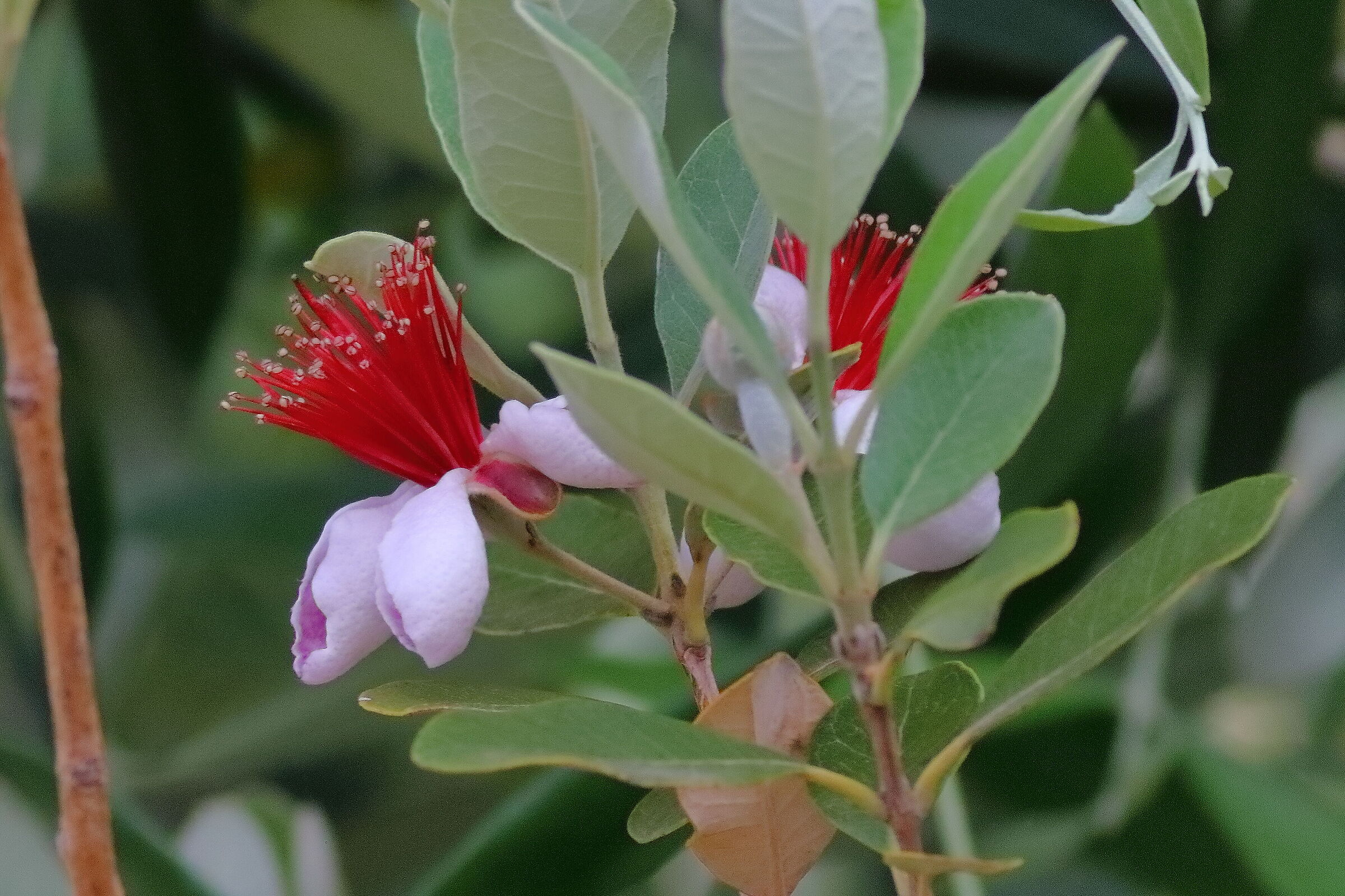 Sellowiana 15-06-2024 - 0055