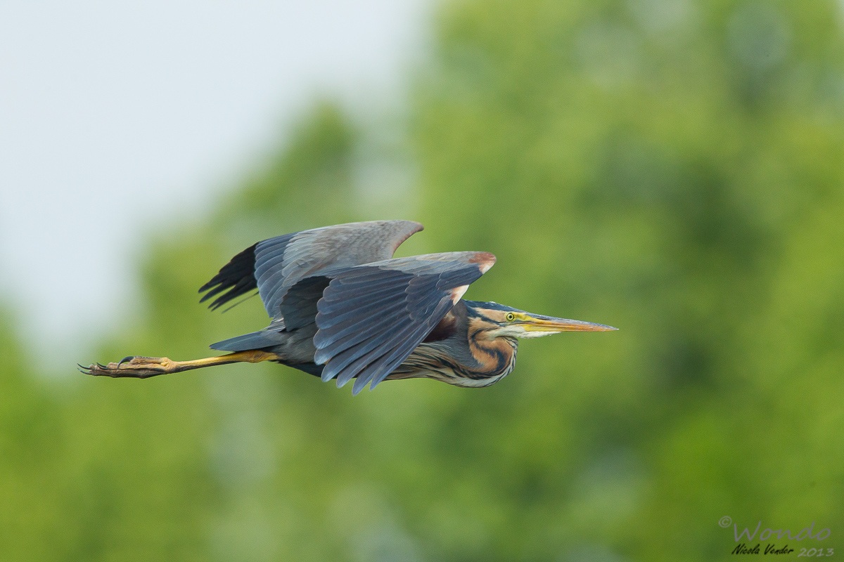 red butterfly in flight