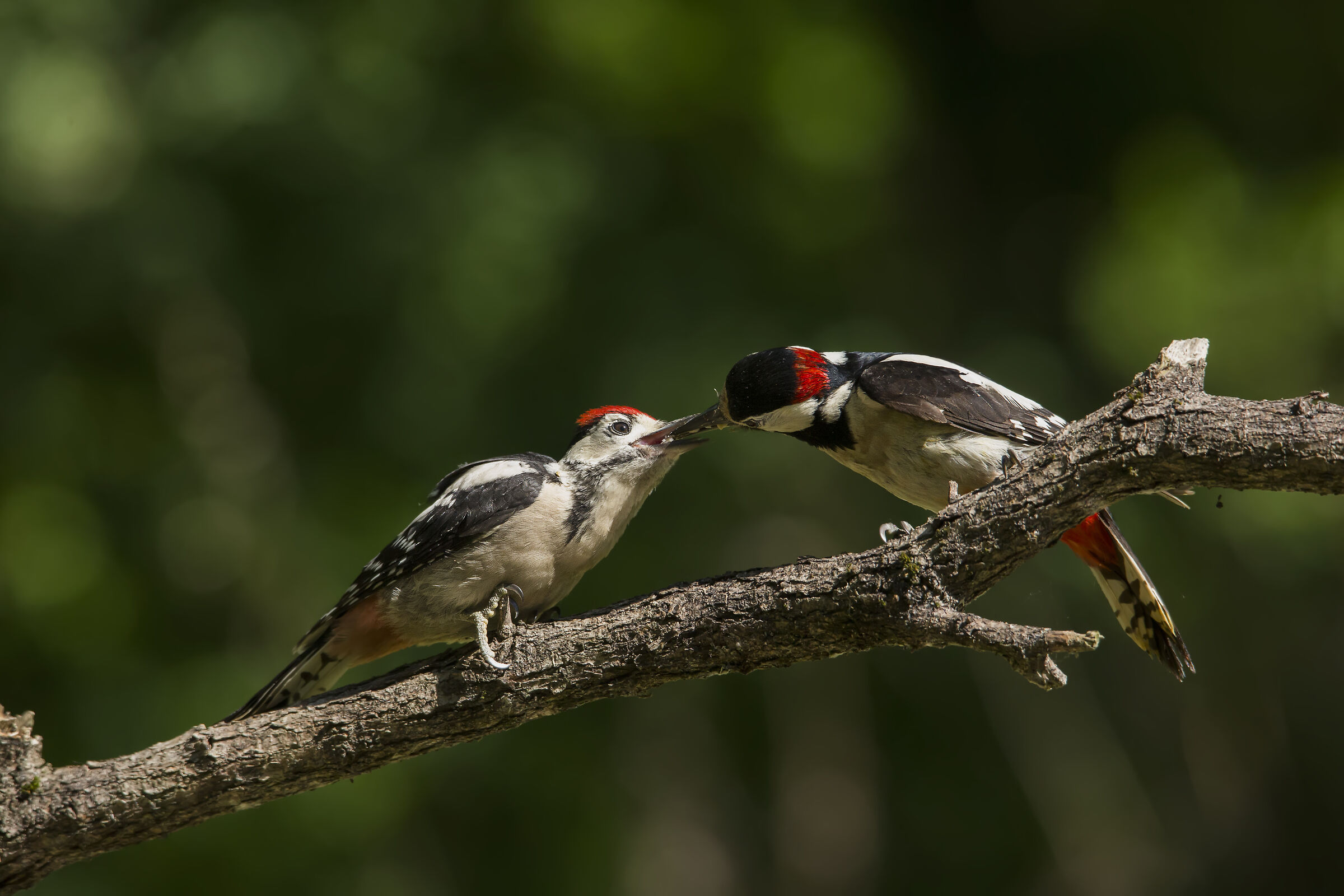 L'imbeccata del Rosso