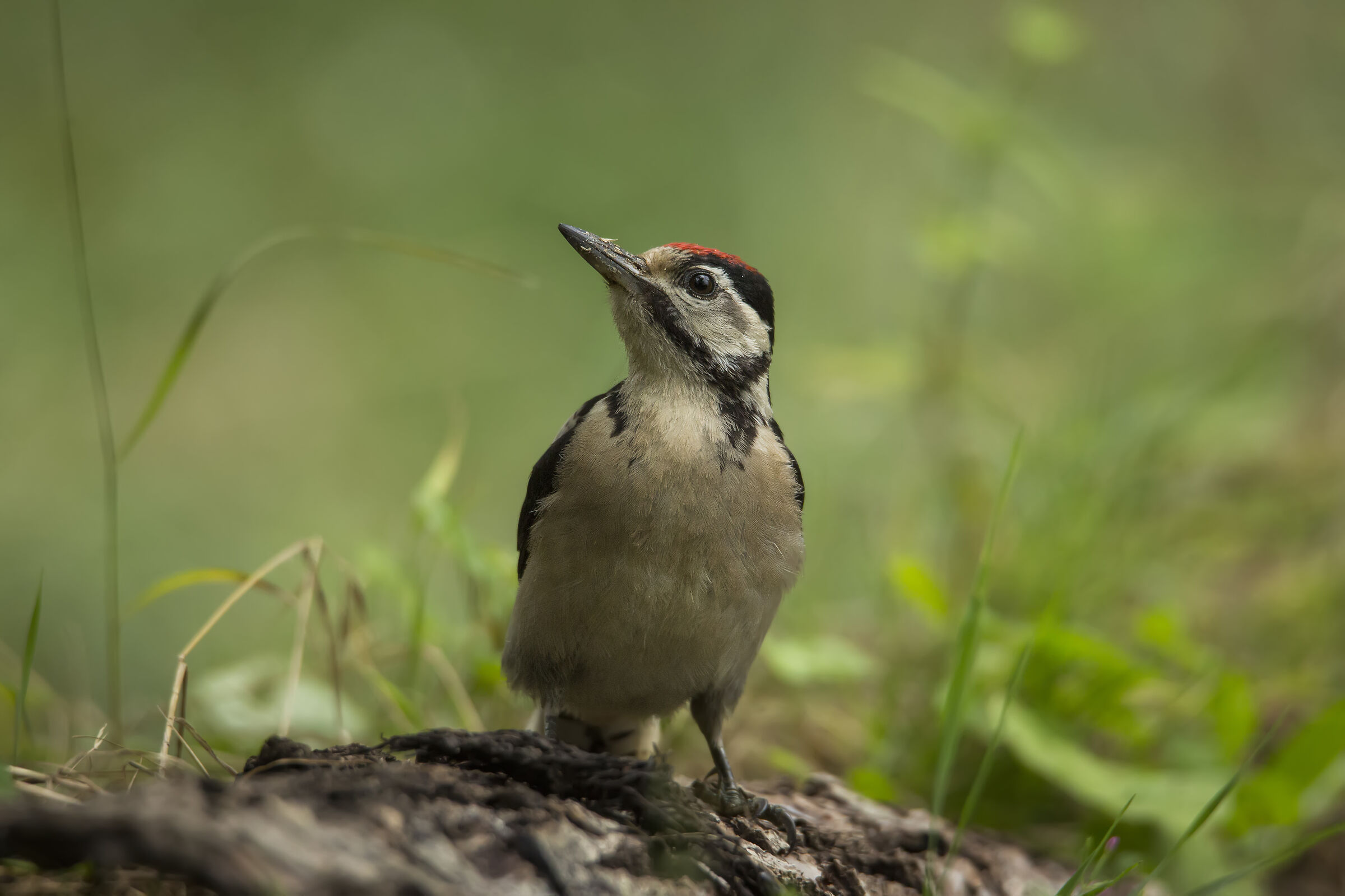 Picchio Rosso Immaturo