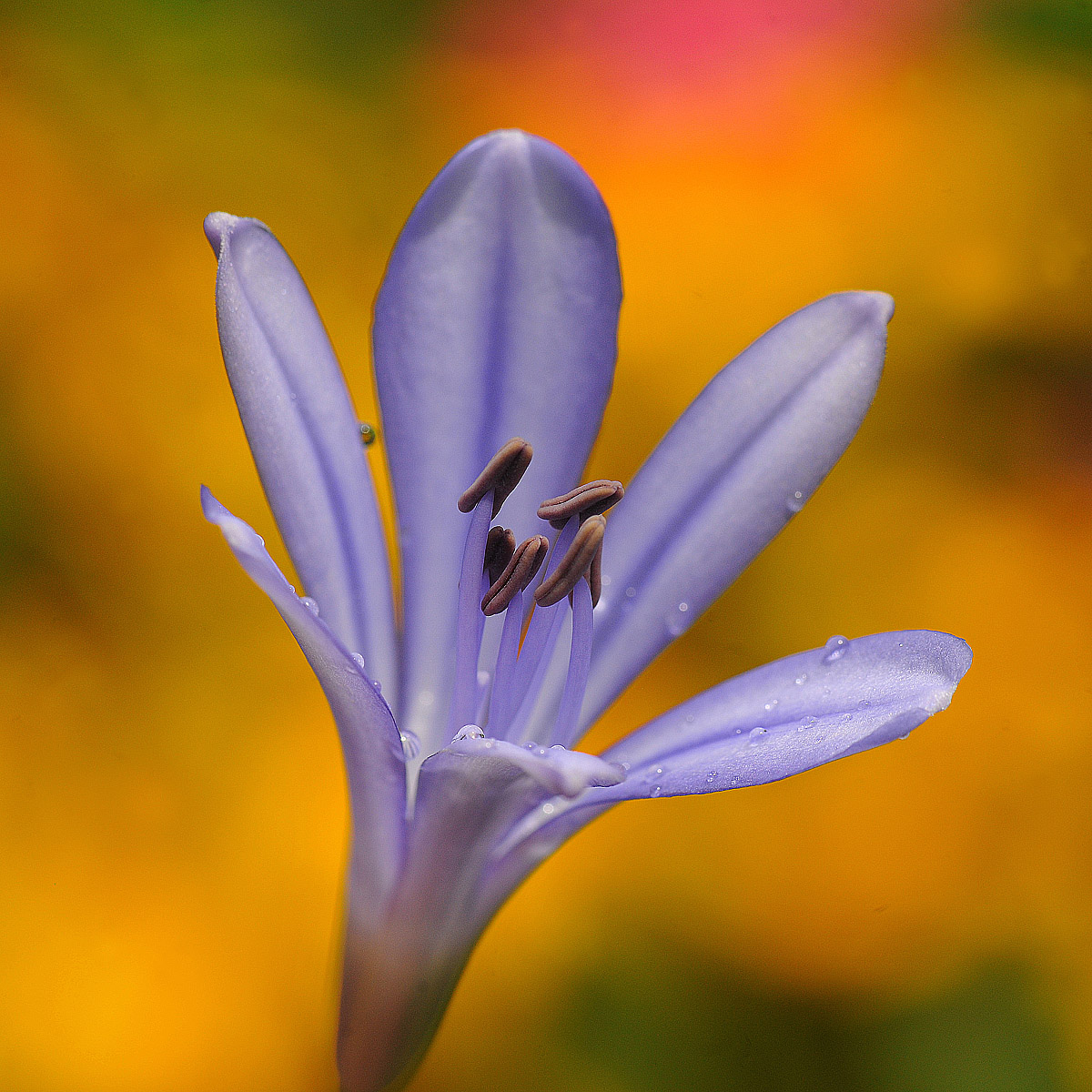 Lily of the Nile Agapanthus