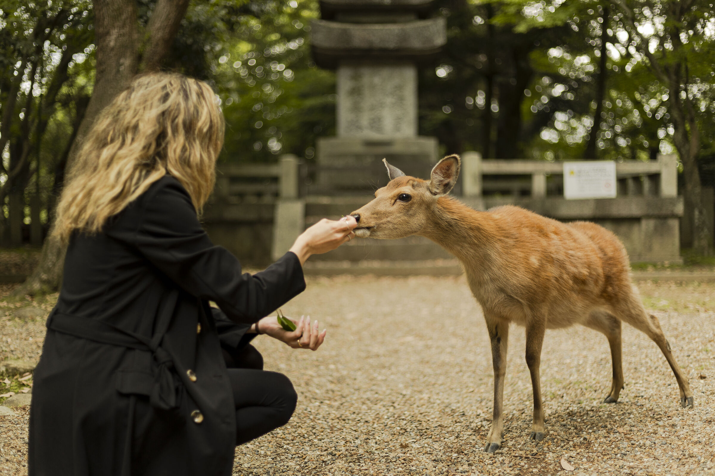 Nara - Encounter with the Deer