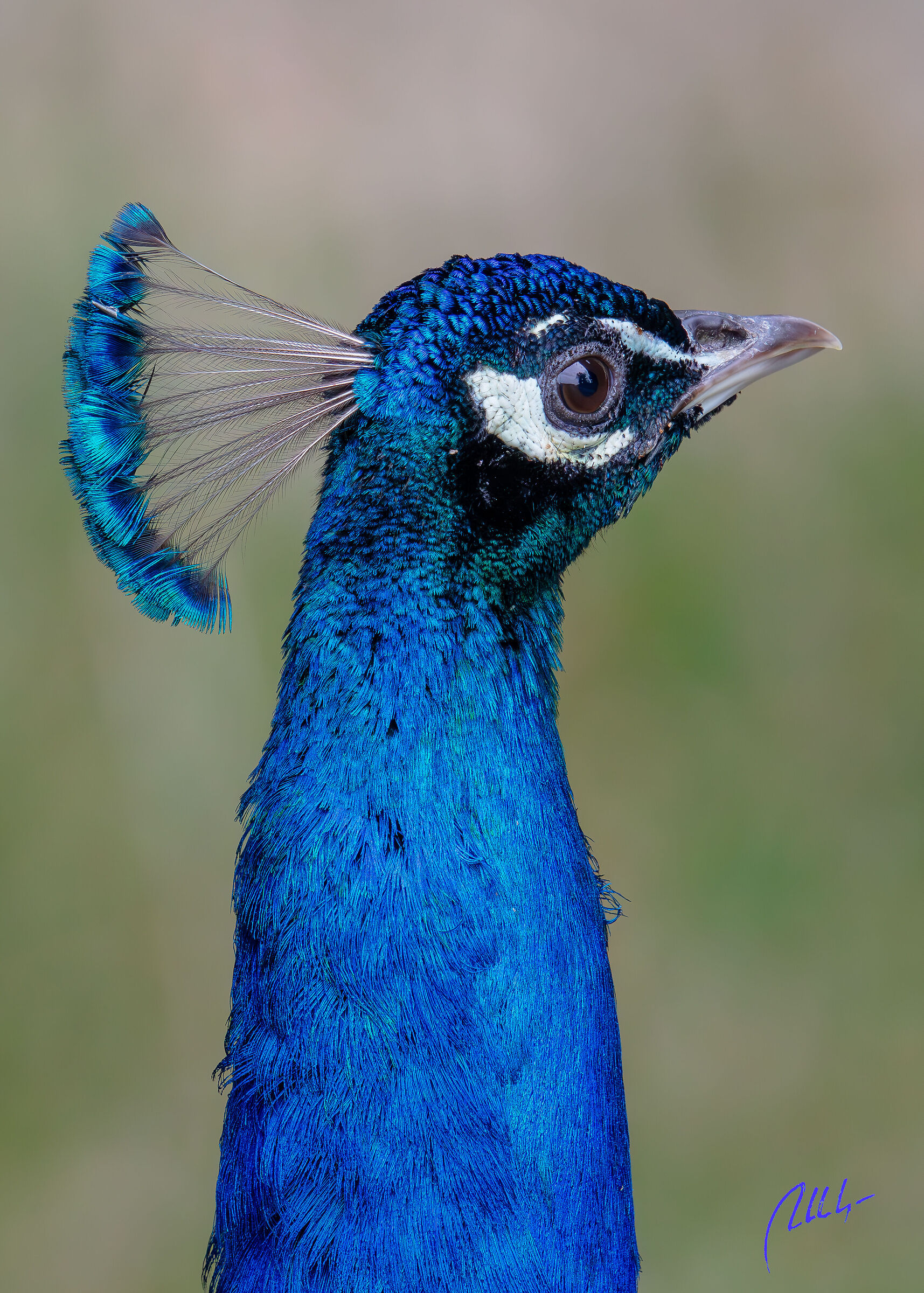Pavo cristatus (pavone reale, blu, indiano)
