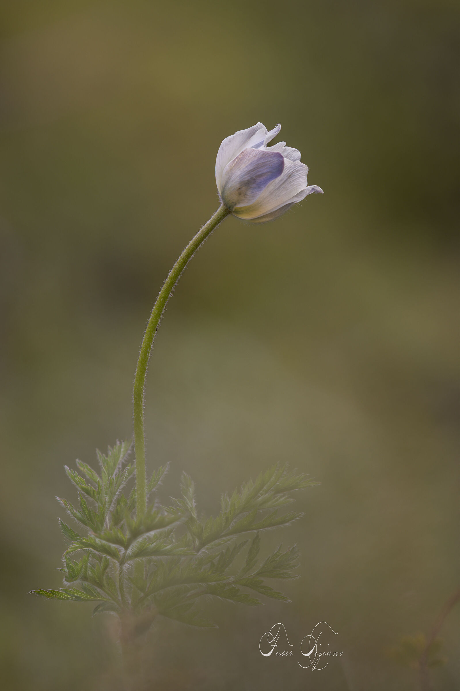 ALPINE PULSATILLA