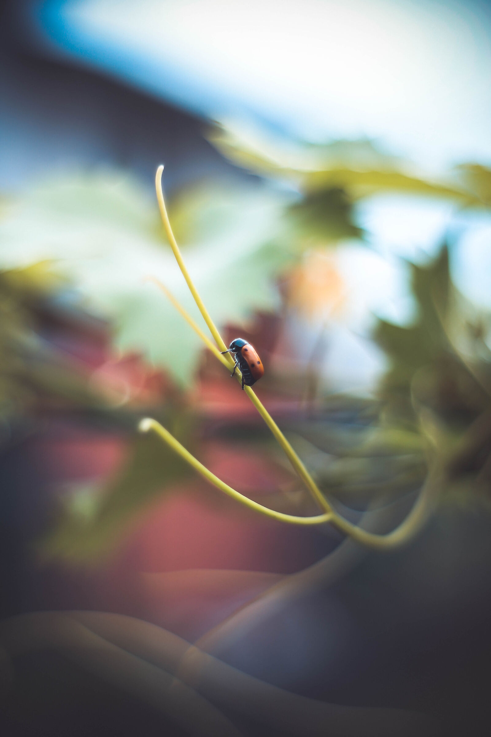 Confused insect