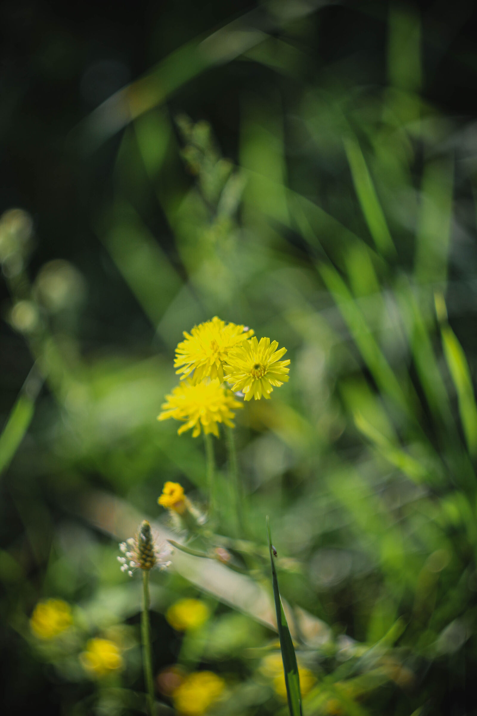 Flowers in Pose
