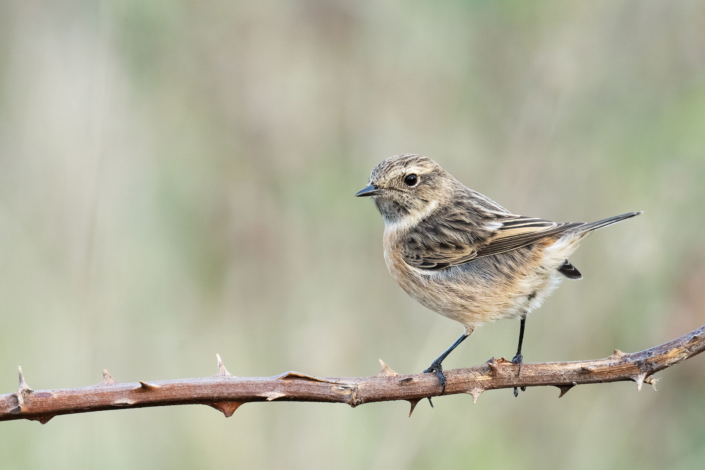 Saltimpalo (Saxixola rubicola)