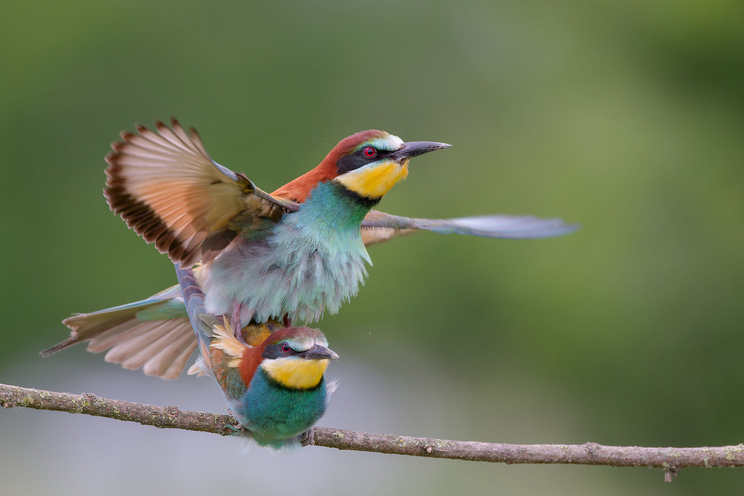 bee-eaters